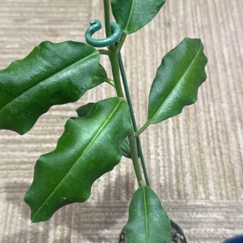 Photo of the plant species Hoya imperialis by @ChosenCamelina named Mia on Greg, the plant care app