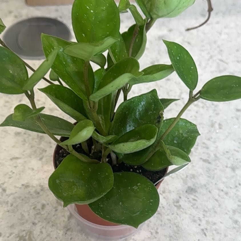 Photo of the plant species hoya carnosa snowball by @ChosenCamelina named Bella on Greg, the plant care app