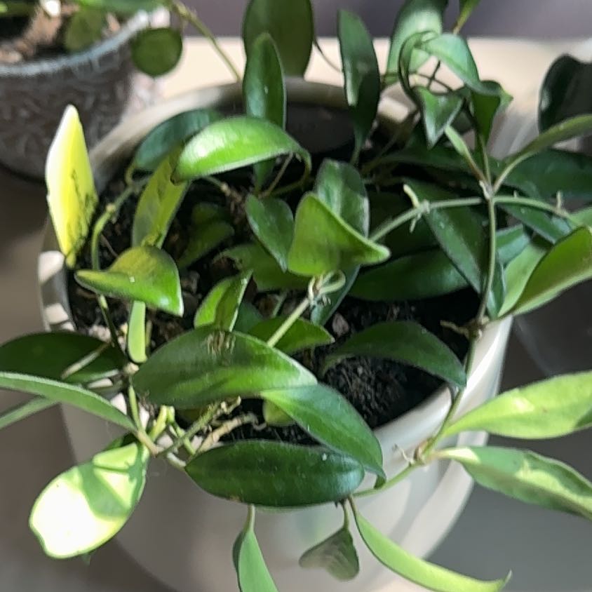 Photo of the plant species Hoya rosita 'Adrift' by @ChosenCamelina named Addy on Greg, the plant care app