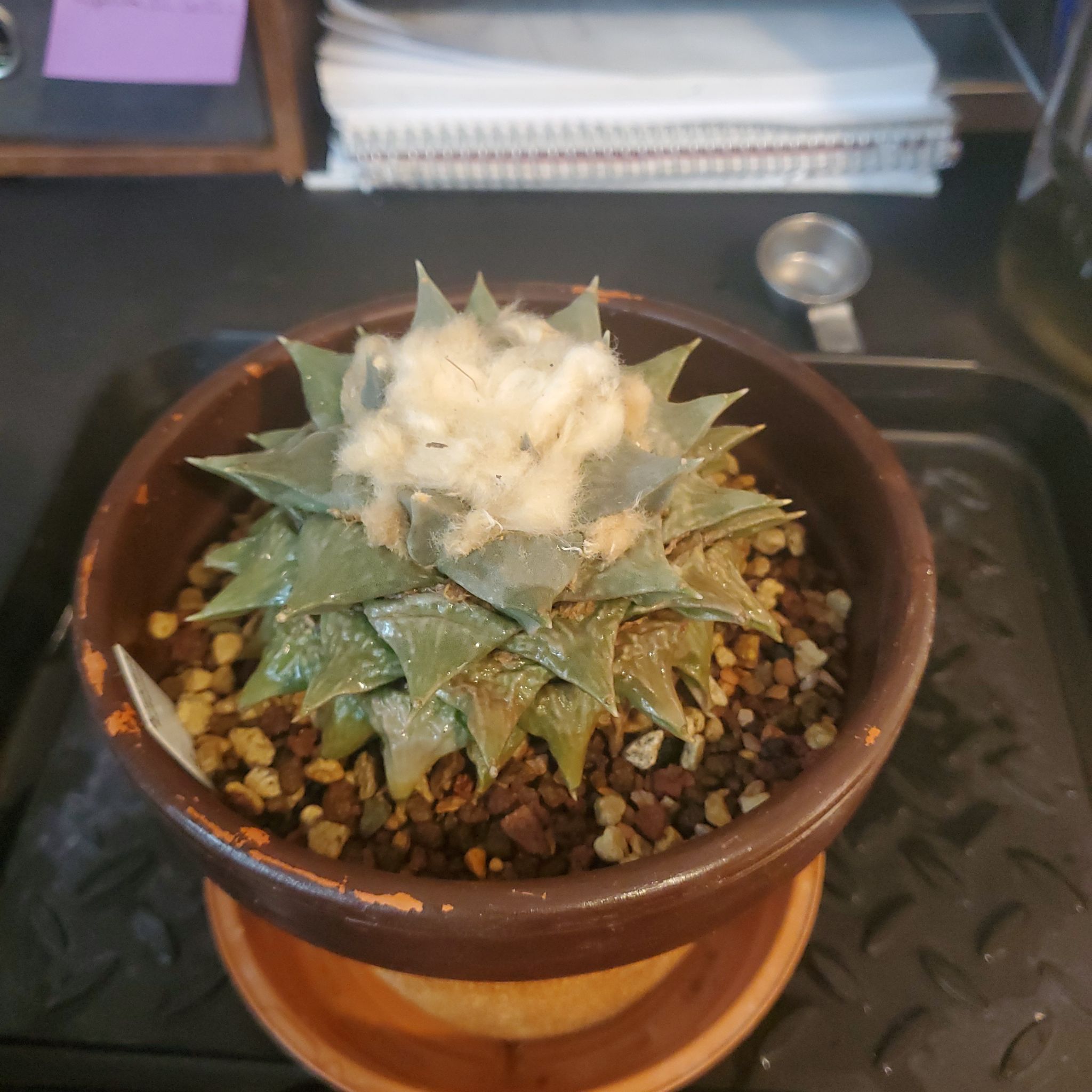 Fossil Cactus uploaded to the Greg plant app by @plantdaddychi