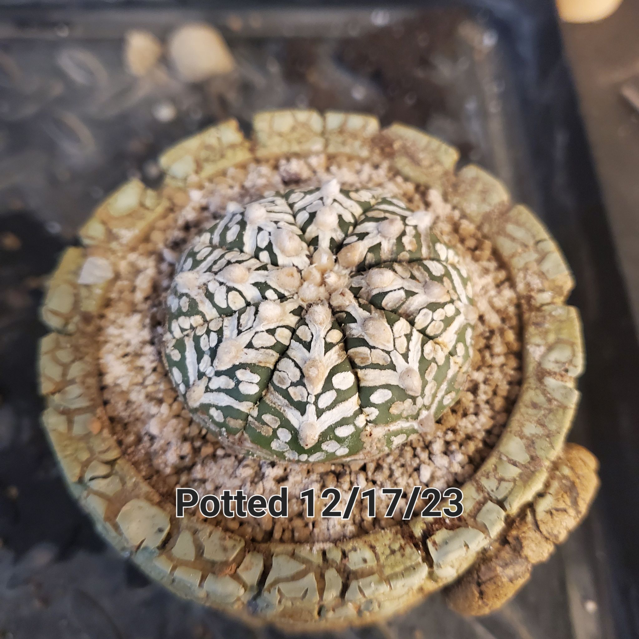 Photo of the plant species Astrophytum asterias 'Kabuto' by @plantdaddychi named Michelle Branch on Greg, the plant care app