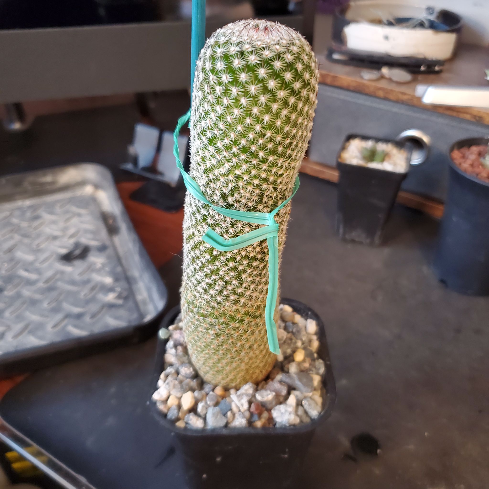 Coryphantha erecta cactus in a small pot with gravel, appears healthy.