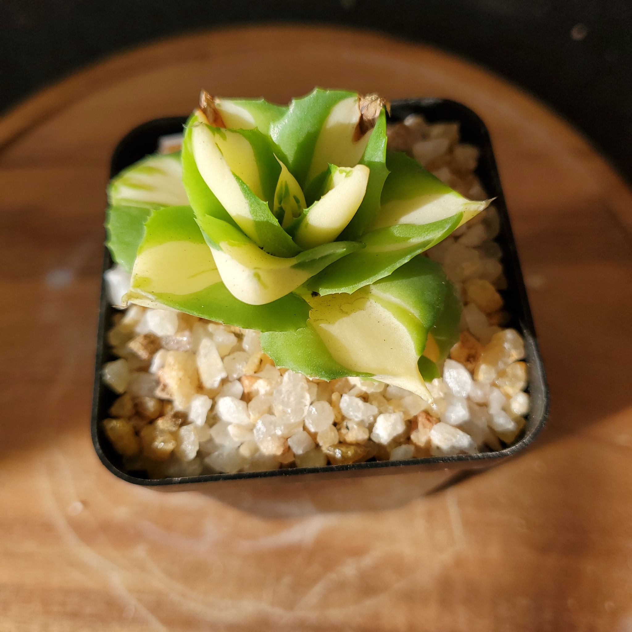 Butterfly Agave plant in a pot with gravel on the soil surface.
