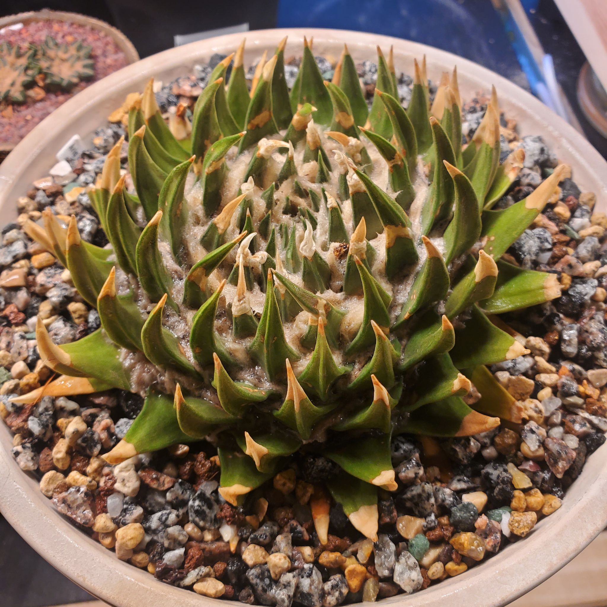 Photo of the plant species Star Rock by @plantdaddychi named Surya on Greg, the plant care app