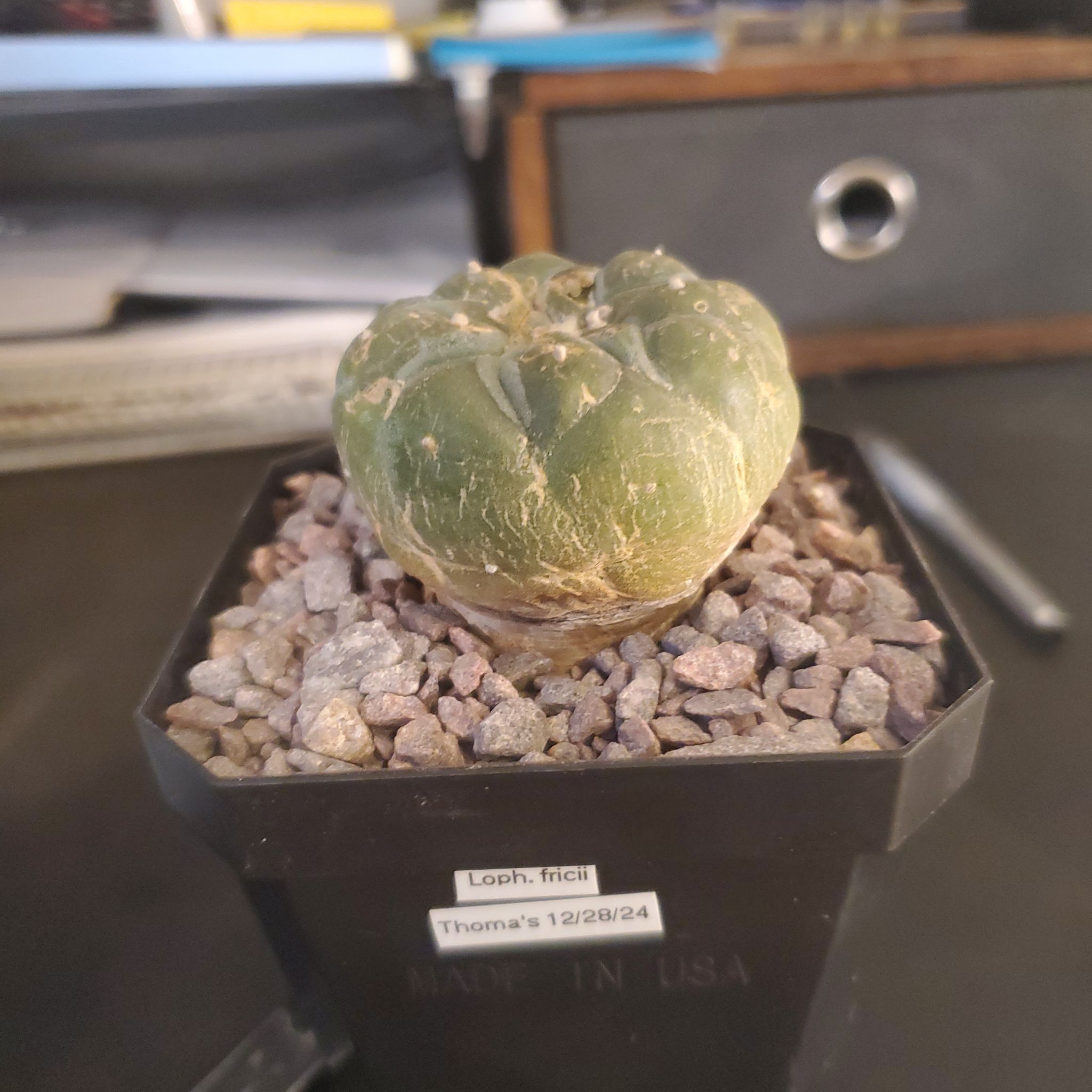 Photo of the plant species False Peyote by @plantdaddychi named Fernie Saunders on Greg, the plant care app