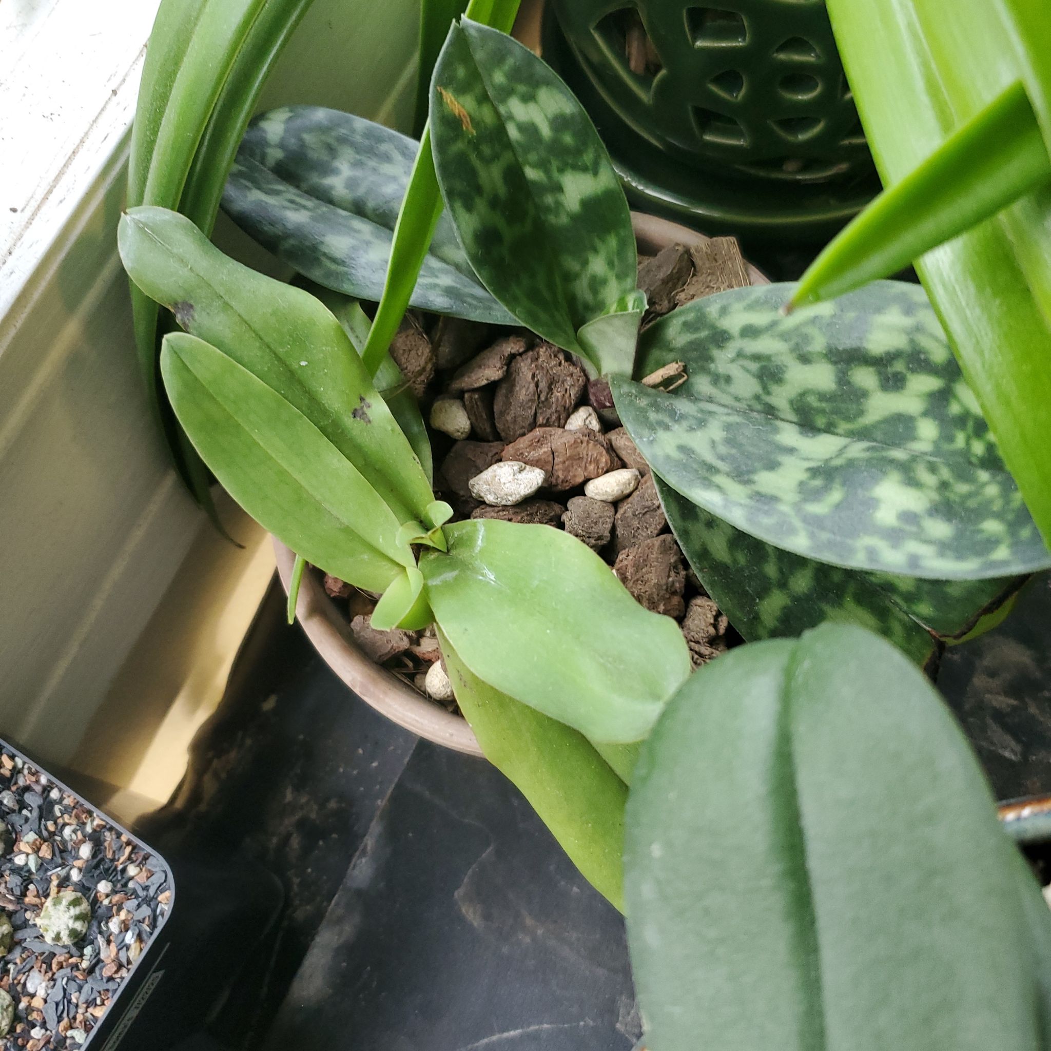 Photo of the plant species Paphiopedilum 'Maudiae Femma' by @plantdaddychi named Forrest on Greg, the plant care app