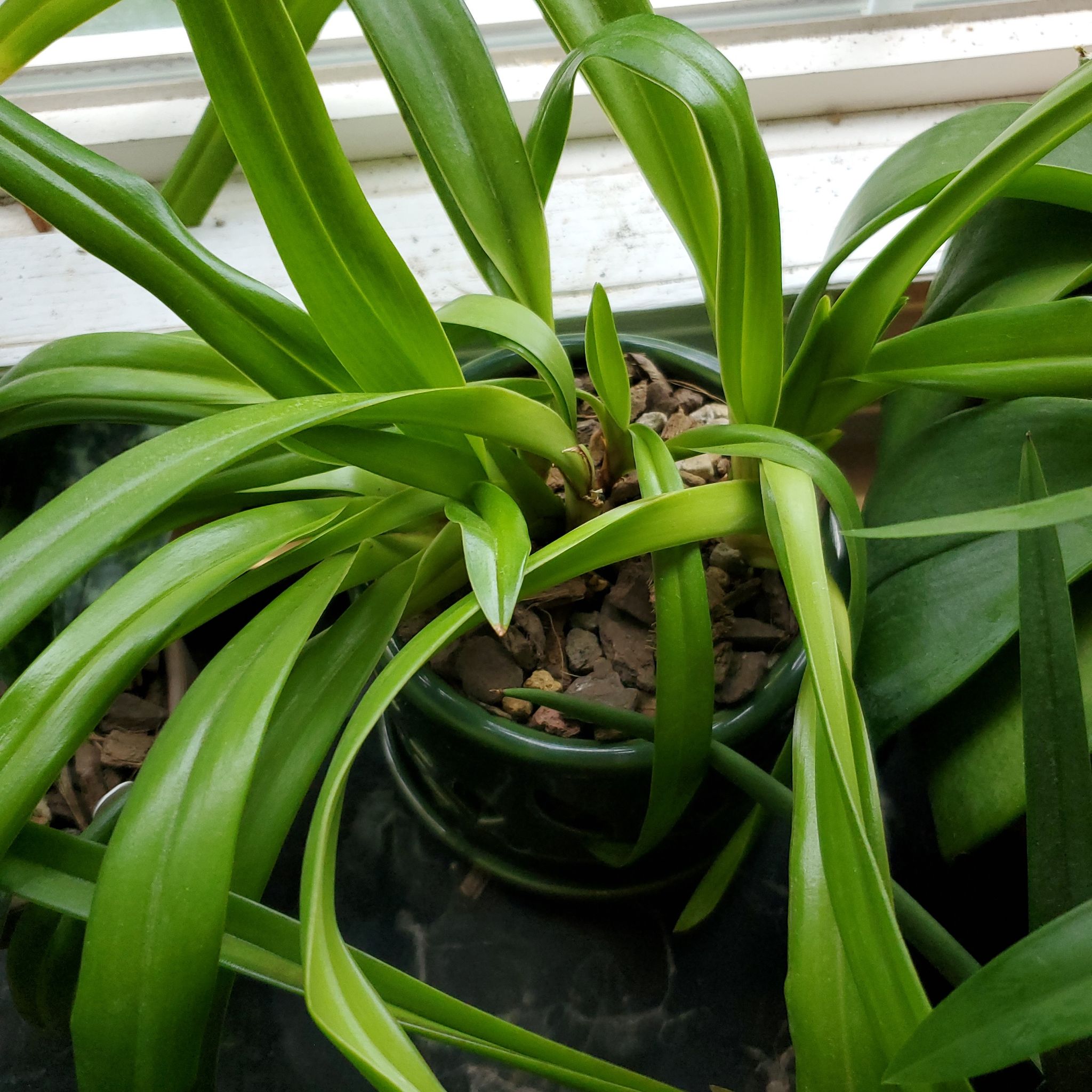 Photo of the plant species Vivacious Orchid by @plantdaddychi named James Dean on Greg, the plant care app