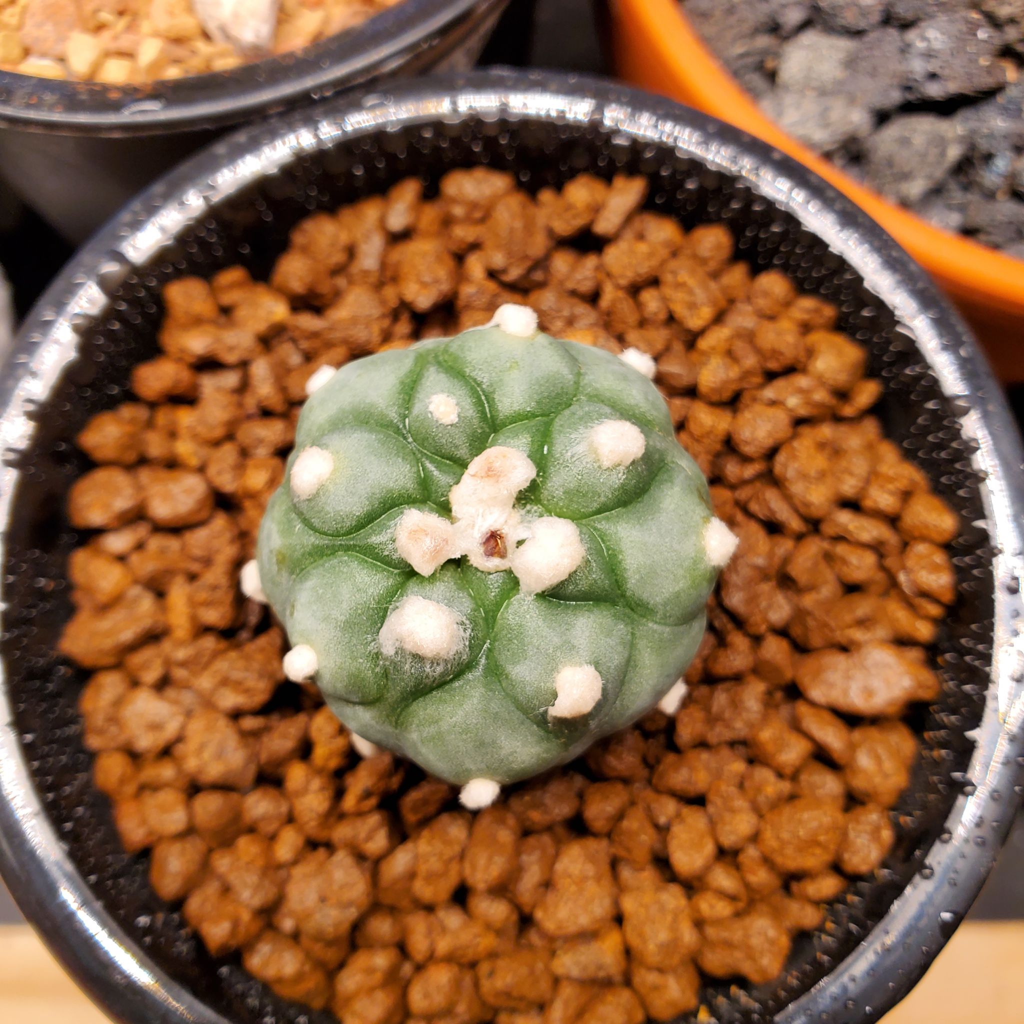 Top view of a healthy Peyote cactus (Lophophora williamsii) in a pot with brown gravel-like soil.