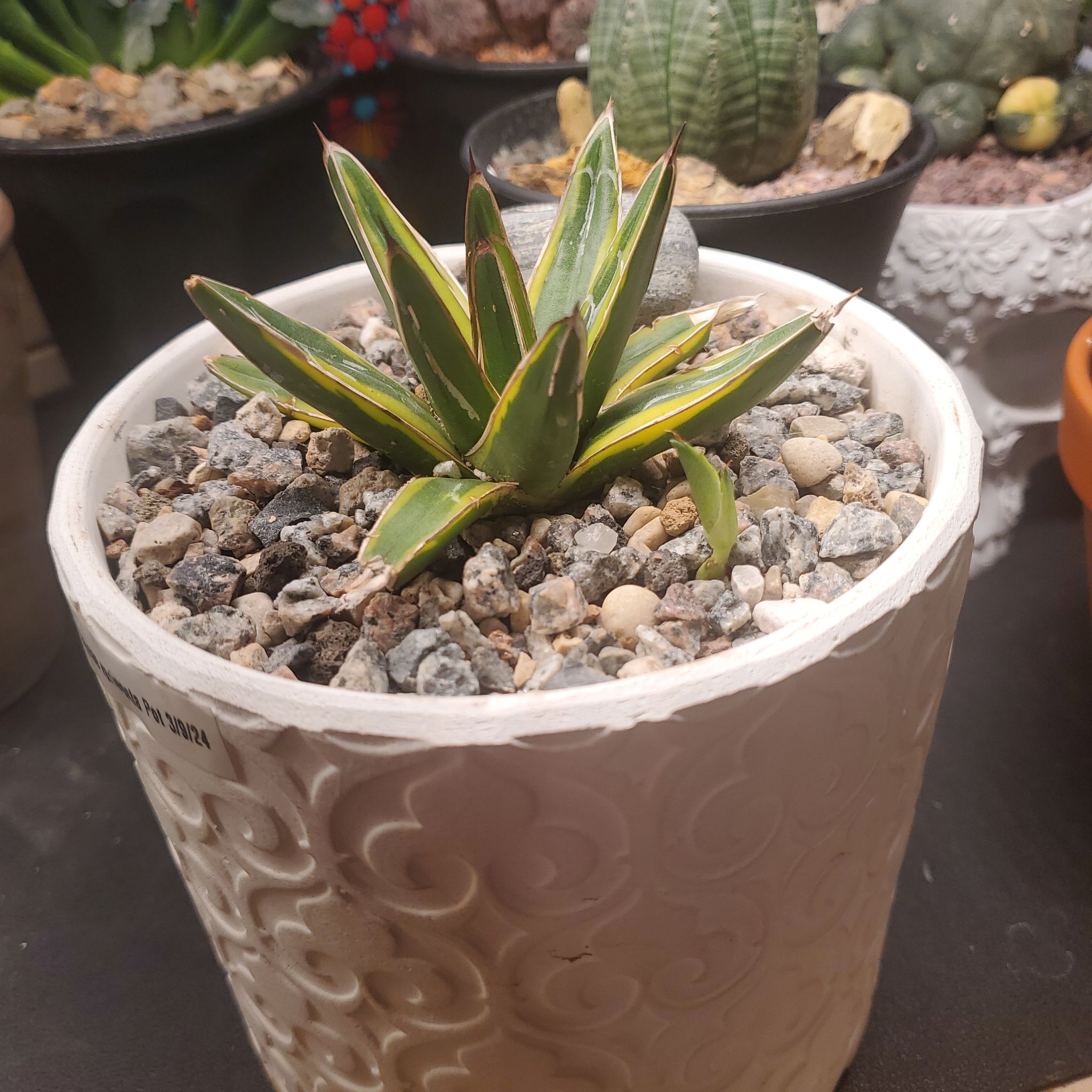 Photo of the plant species Variegated Agave Victoria Reginae by @plantdaddychi named Girlfrond on Greg, the plant care app