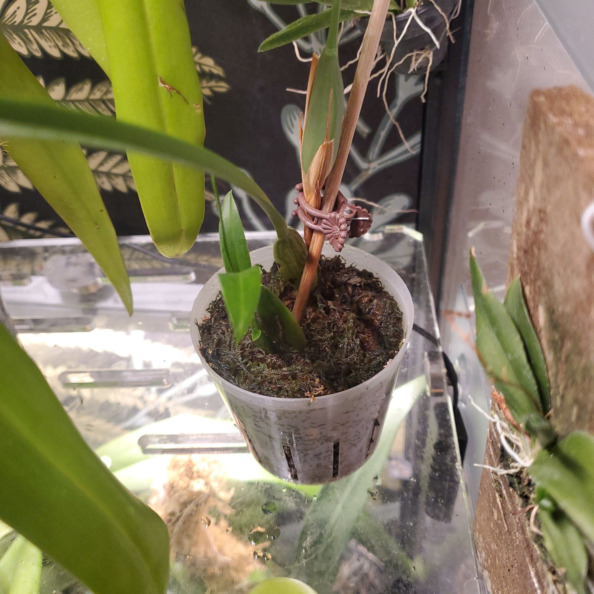 Dancing-Lady Orchid in a small transparent pot with visible soil and green leaves.