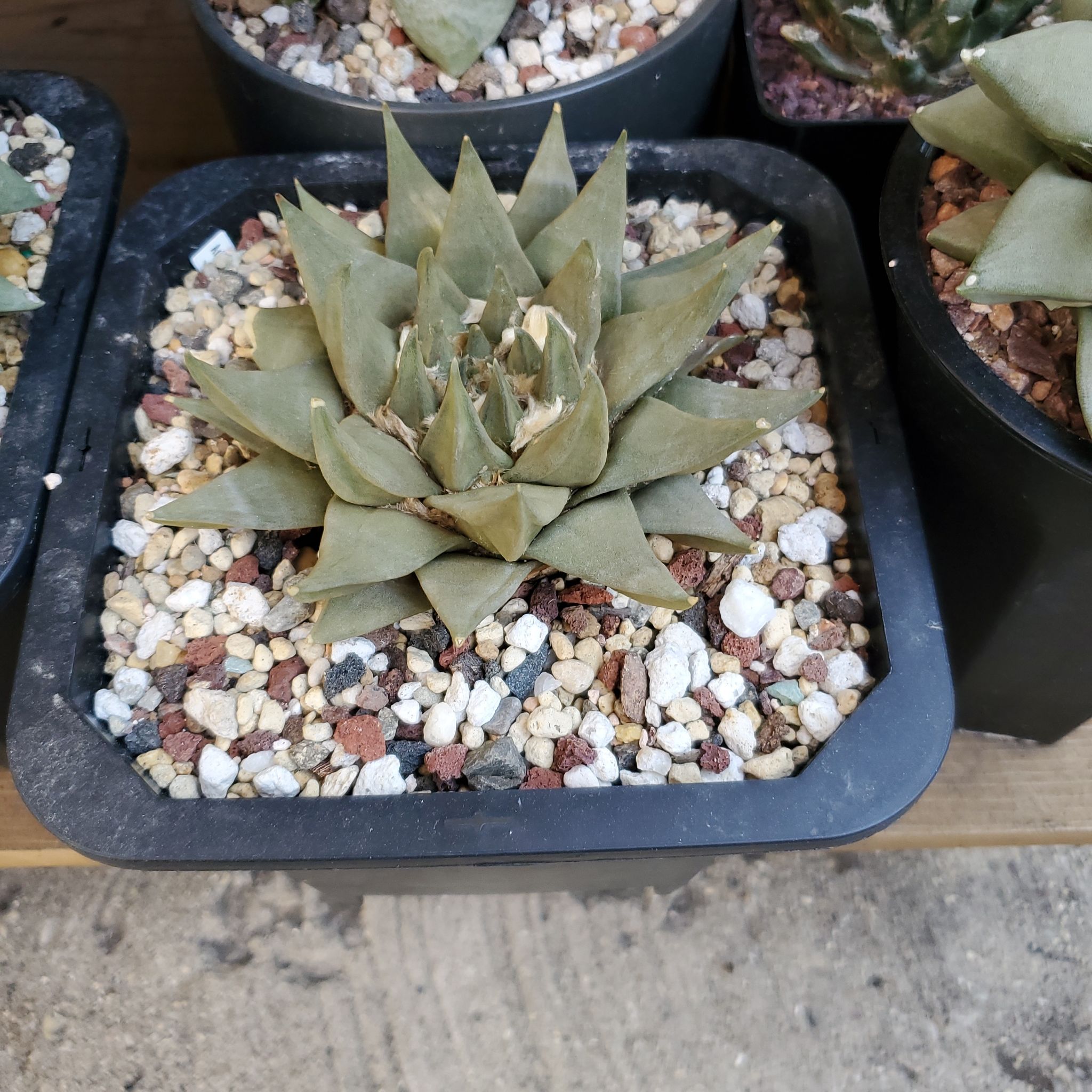 Photo of the plant species Star Rock by @plantdaddychi named Osmo on Greg, the plant care app