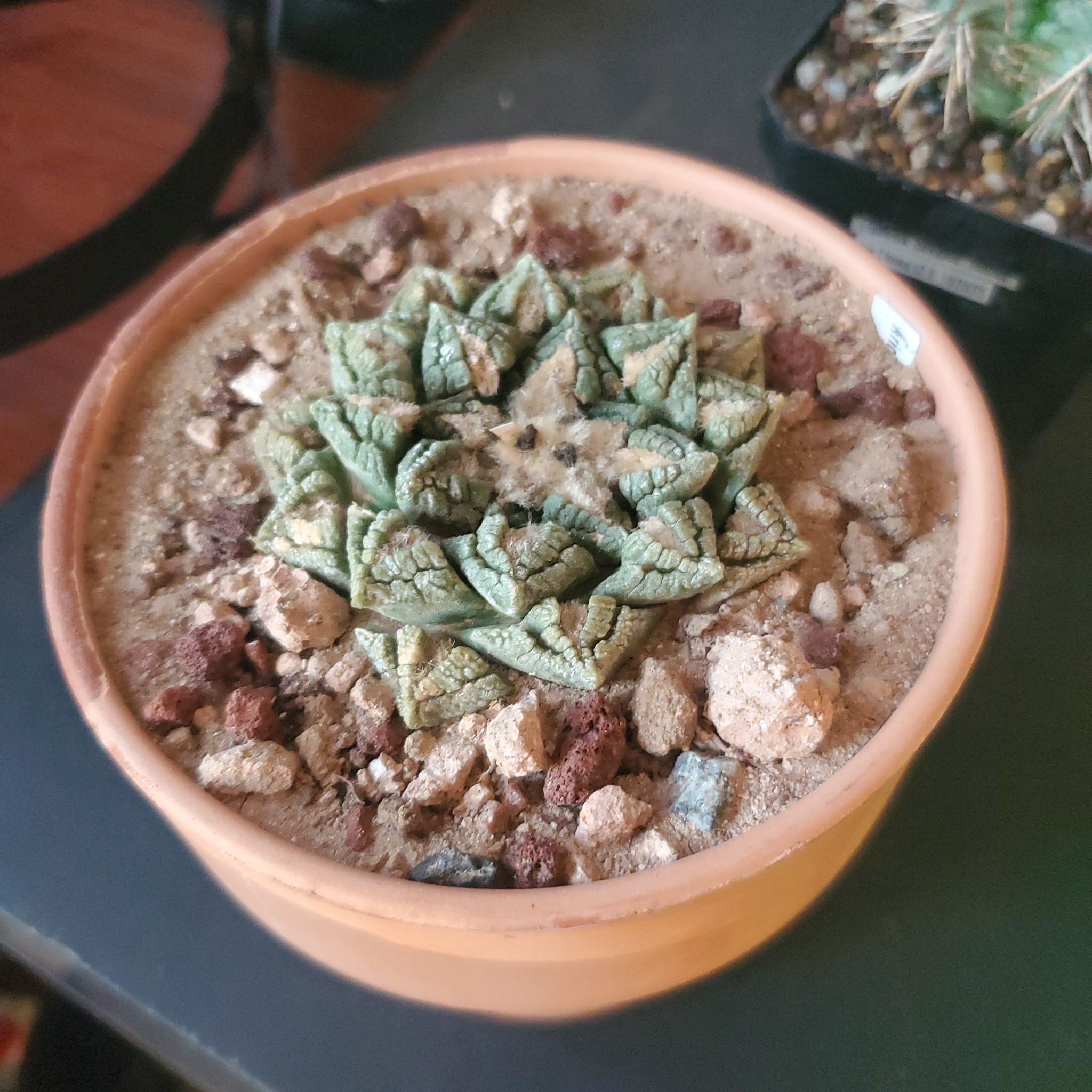 Photo of the plant species Living Rock Cactus by @plantdaddychi named LiloStitch on Greg, the plant care app
