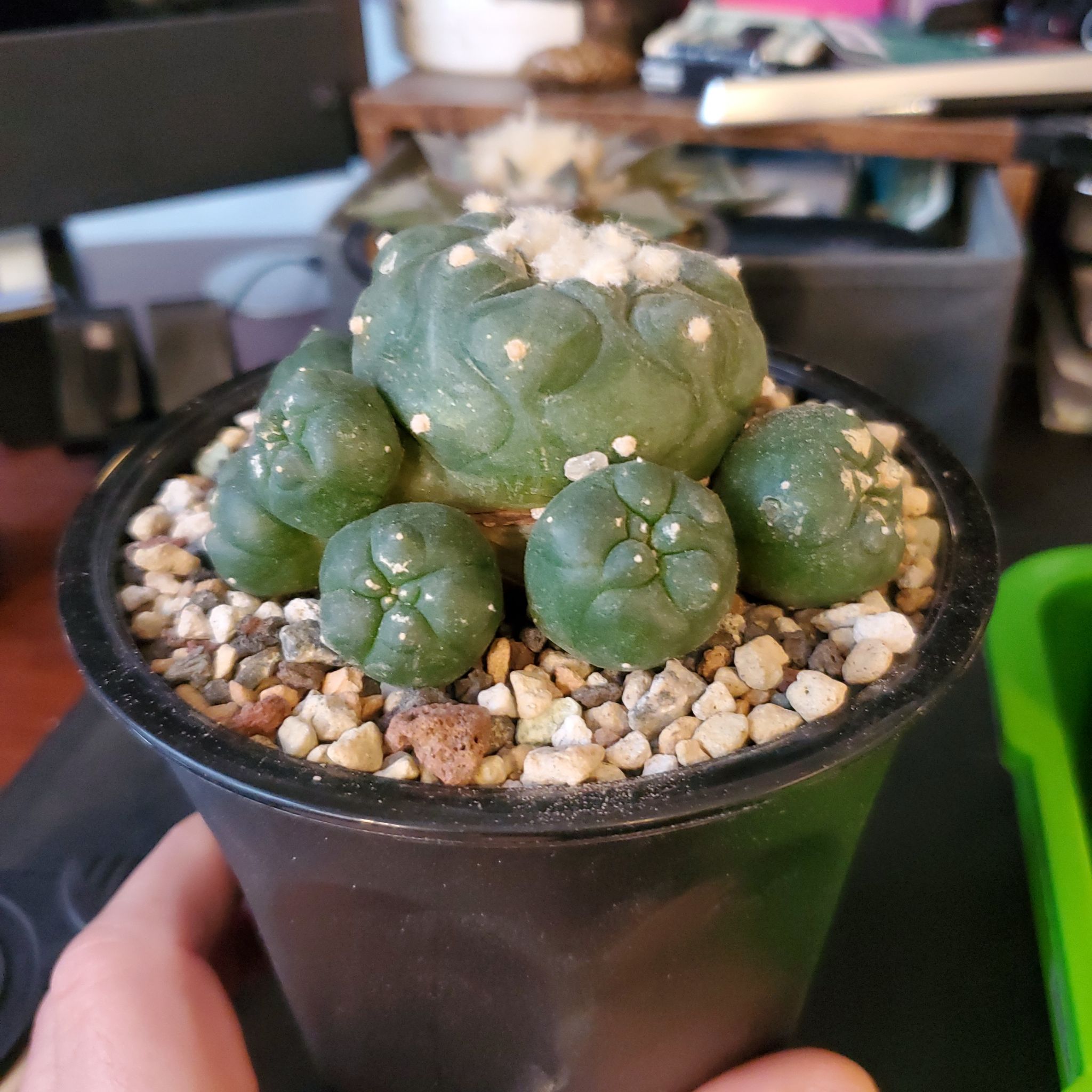 Photo of the plant species False Peyote by @plantdaddychi named Daphne on Greg, the plant care app