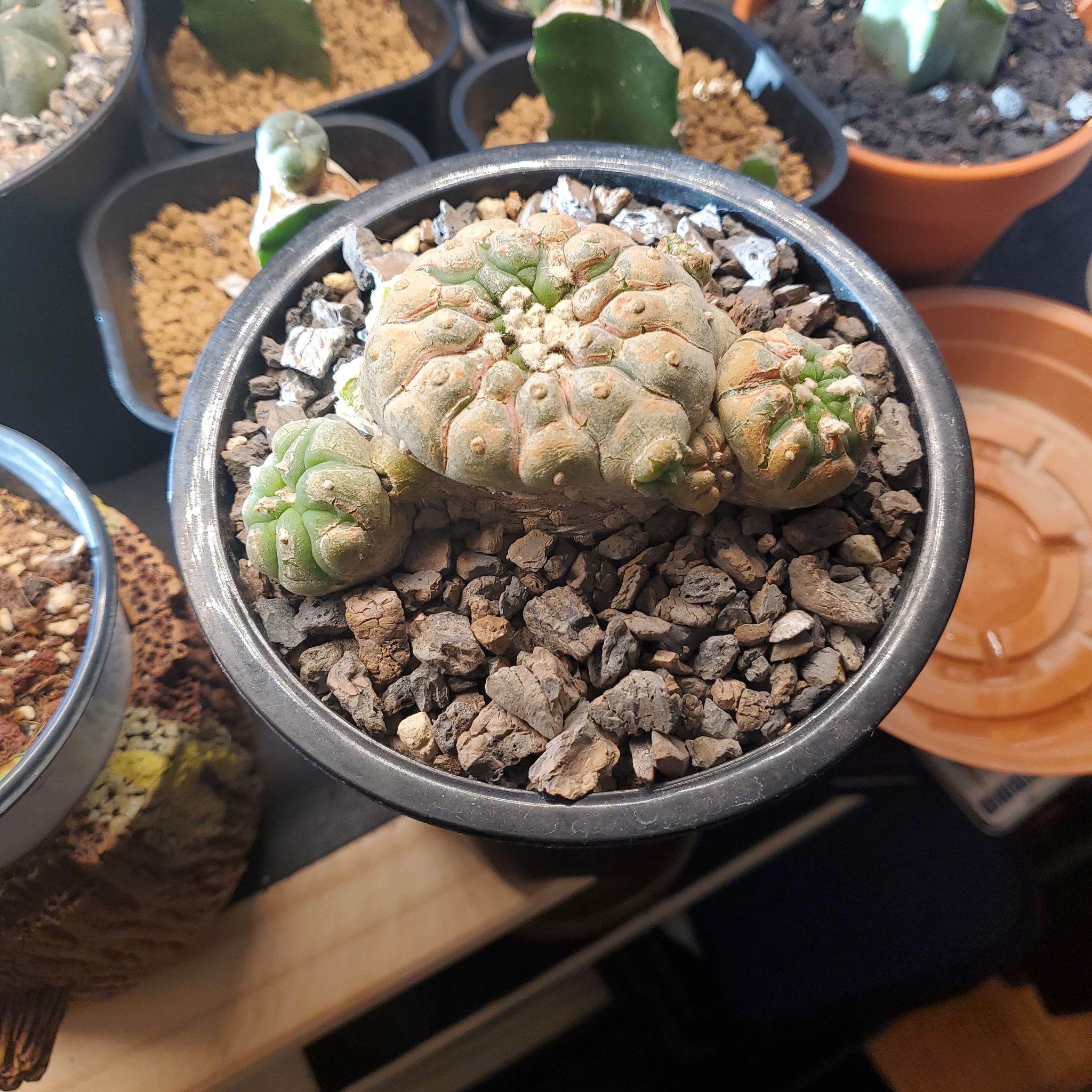 Potted Peyote plant with multiple small, rounded cacti in well-draining soil.