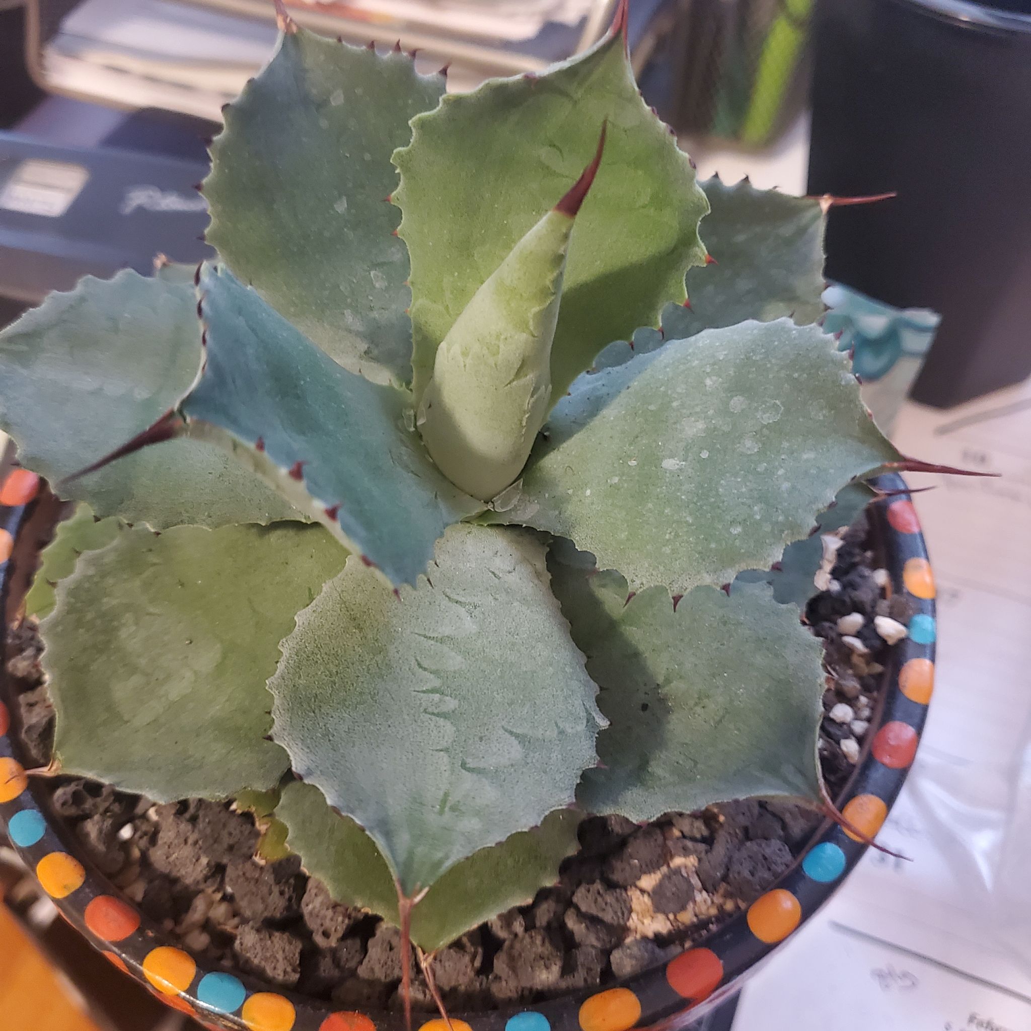 Butterfly Agave plant in a colorful pot, appearing healthy with no visible signs of disease.