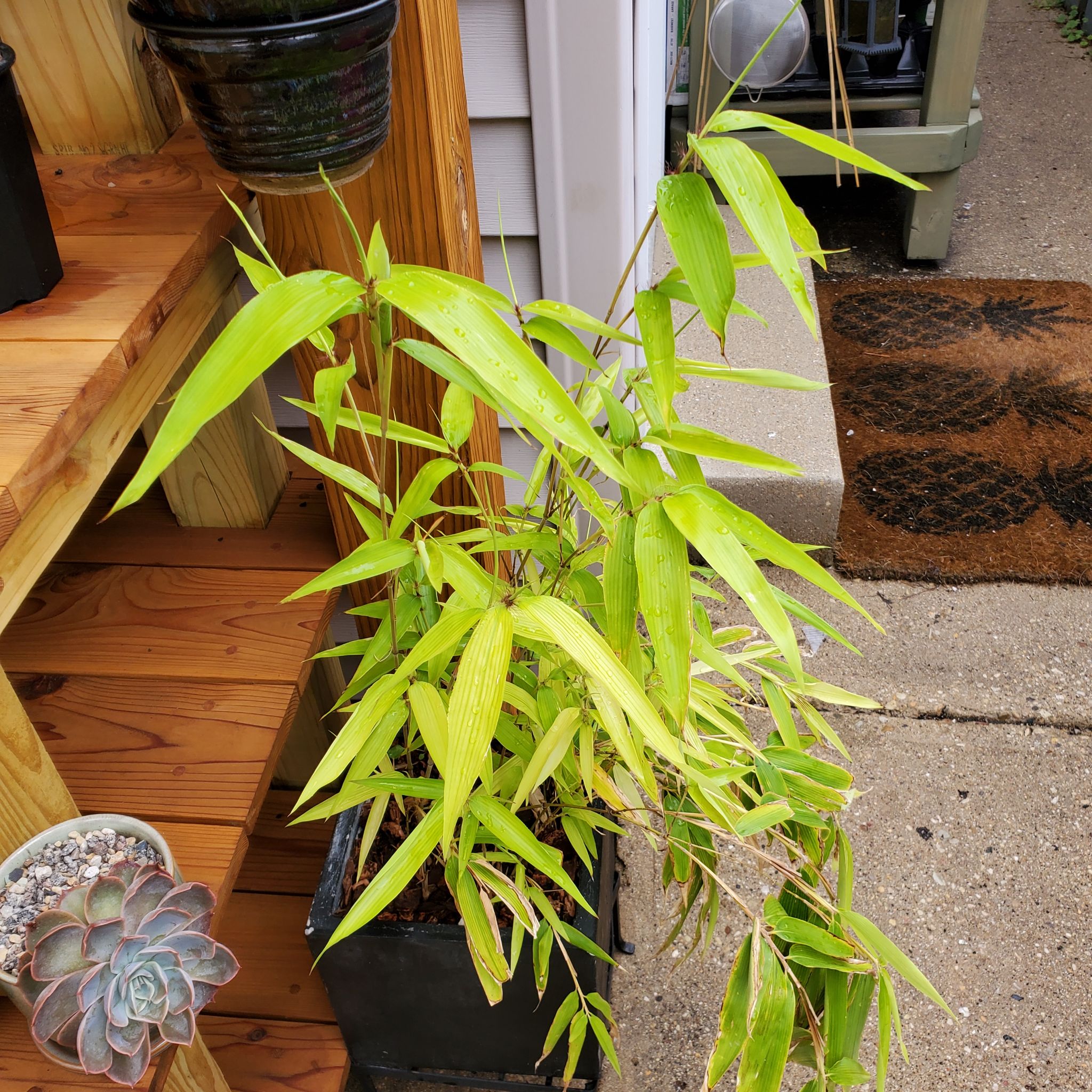 Photo of the plant species Black bamboos by @plantdaddychi named Harper on Greg, the plant care app