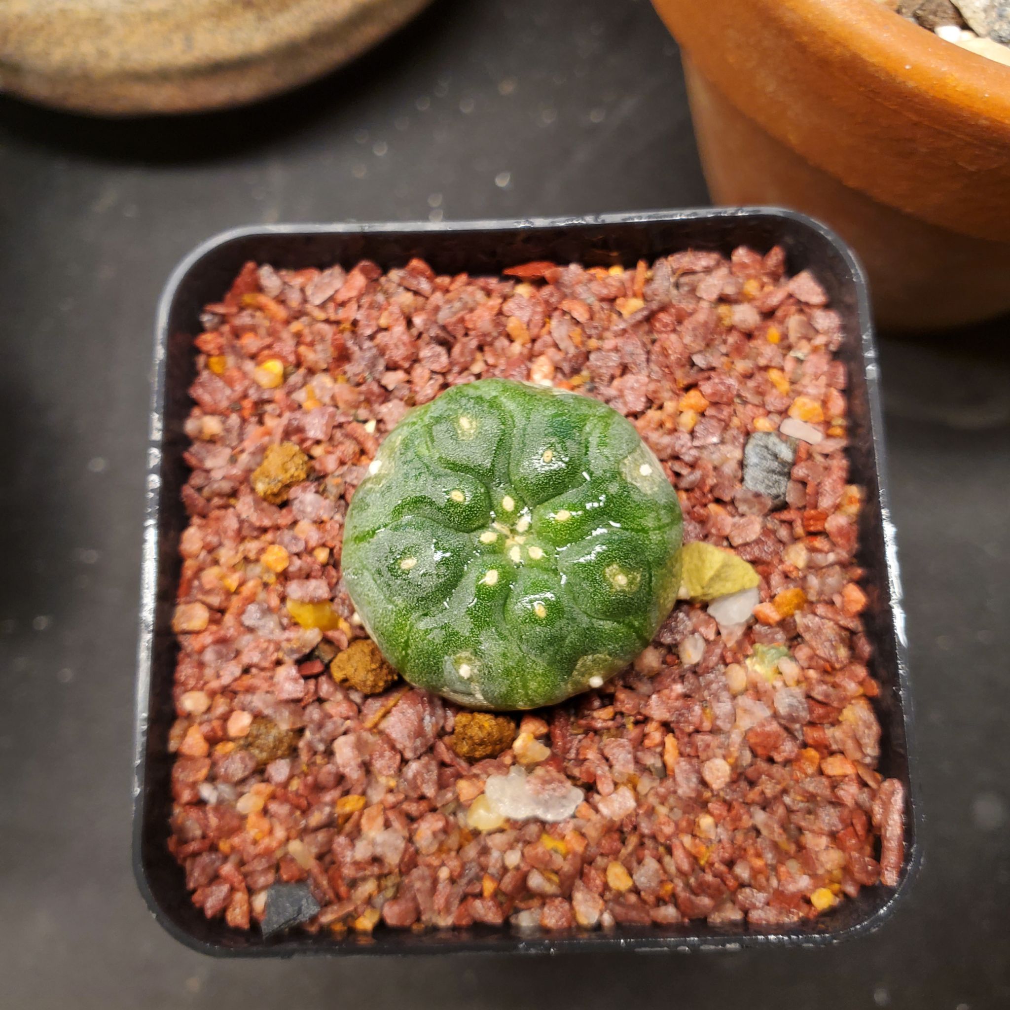A healthy Peyote cactus in a pot with reddish gravel.