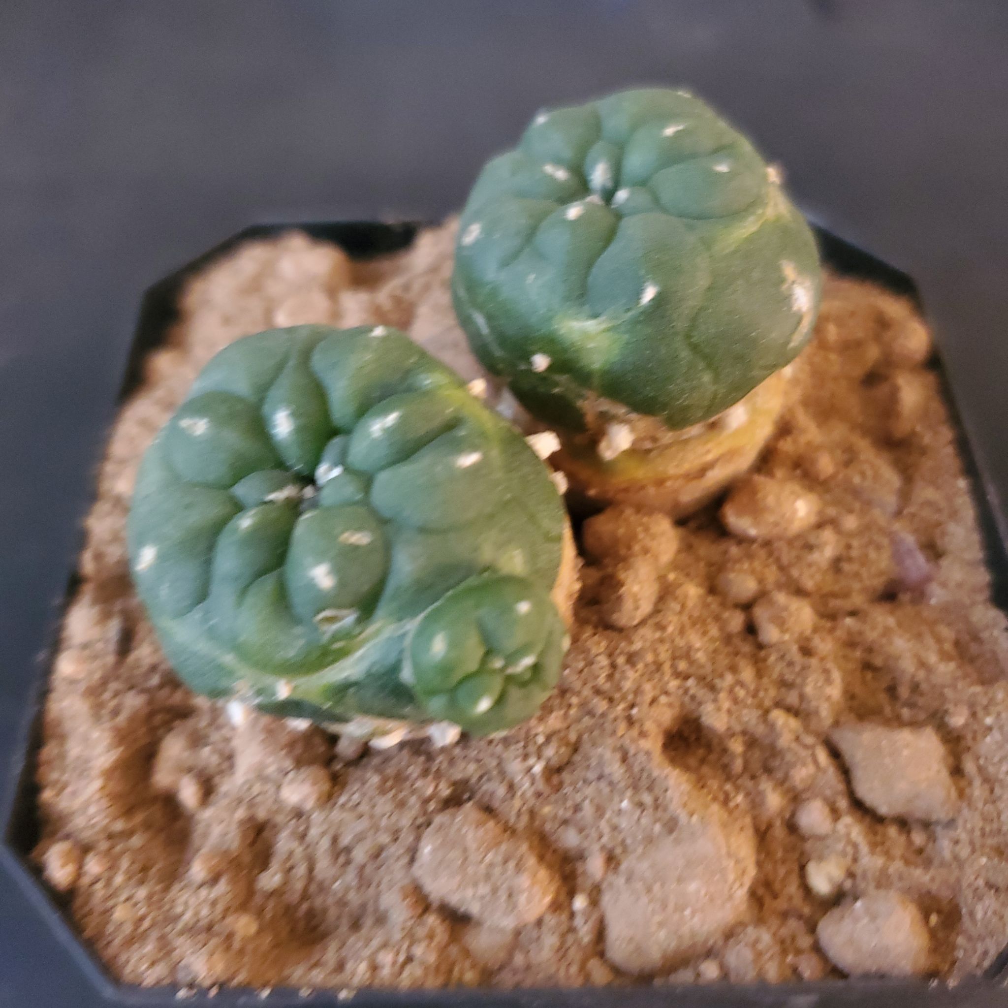 Photo of the plant species Koehresii Cactus by @plantdaddychi named Maya on Greg, the plant care app