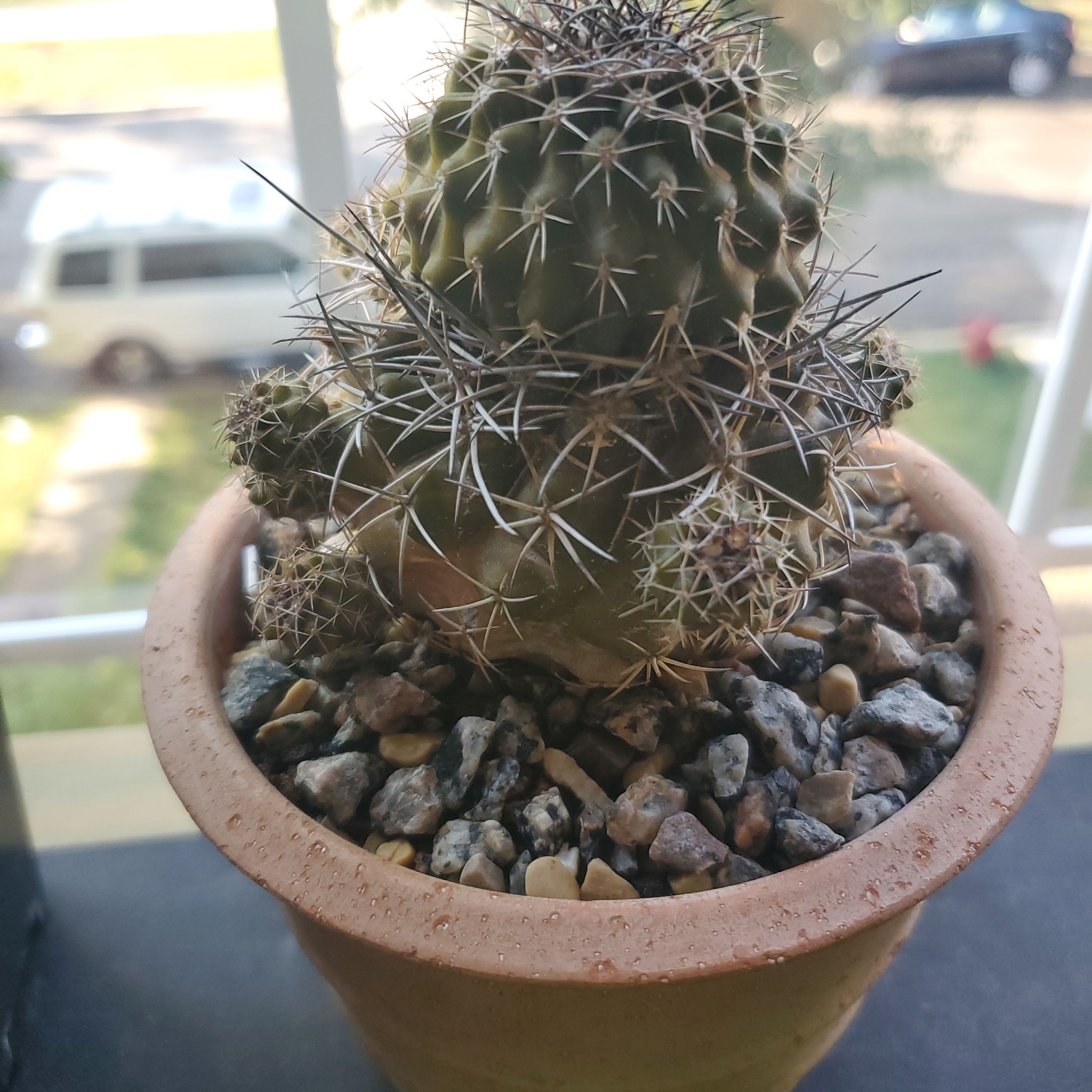 Photo of the plant species Copiapoa atacamensis by @plantdaddychi named Lavender on Greg, the plant care app