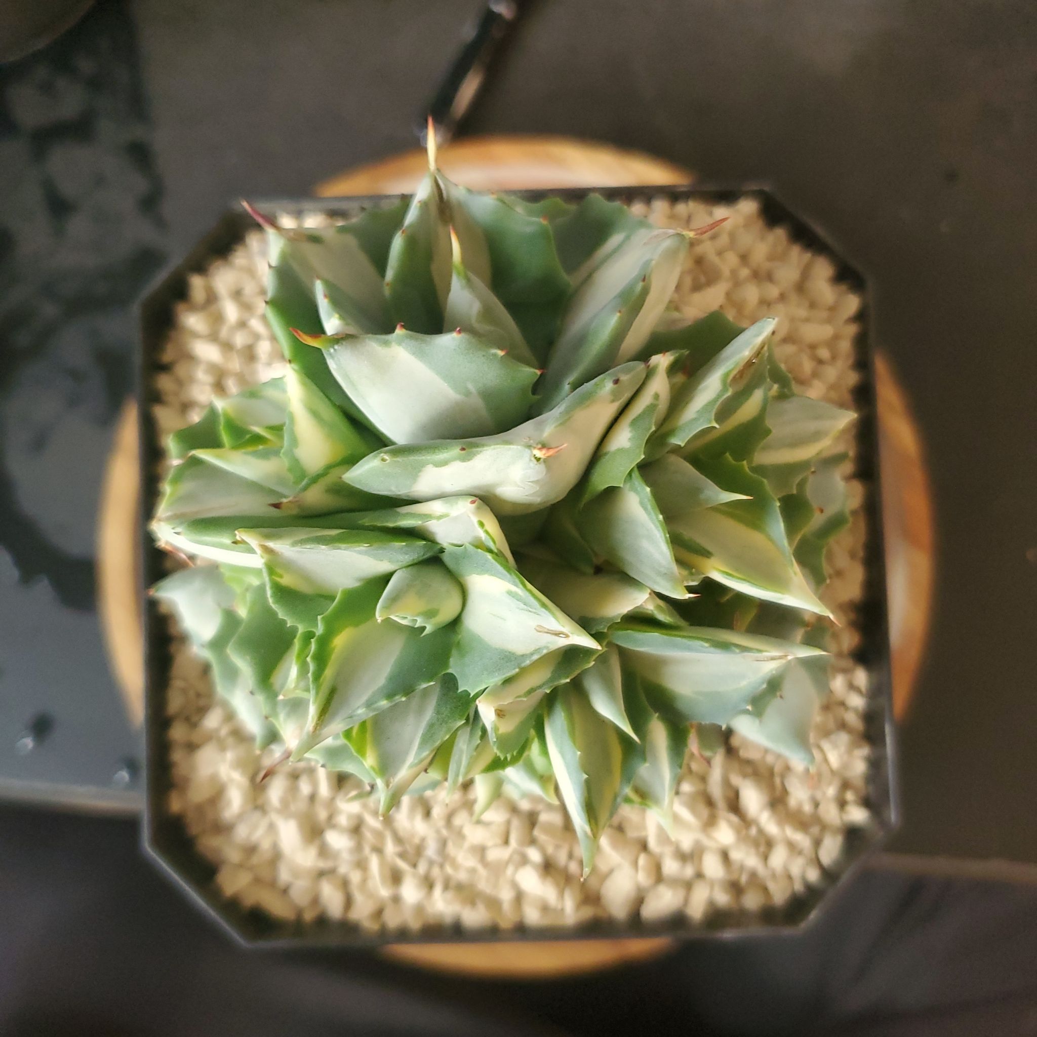 Photo of the plant species Dwarf Butterfly Agave by @plantdaddychi named Willow on Greg, the plant care app