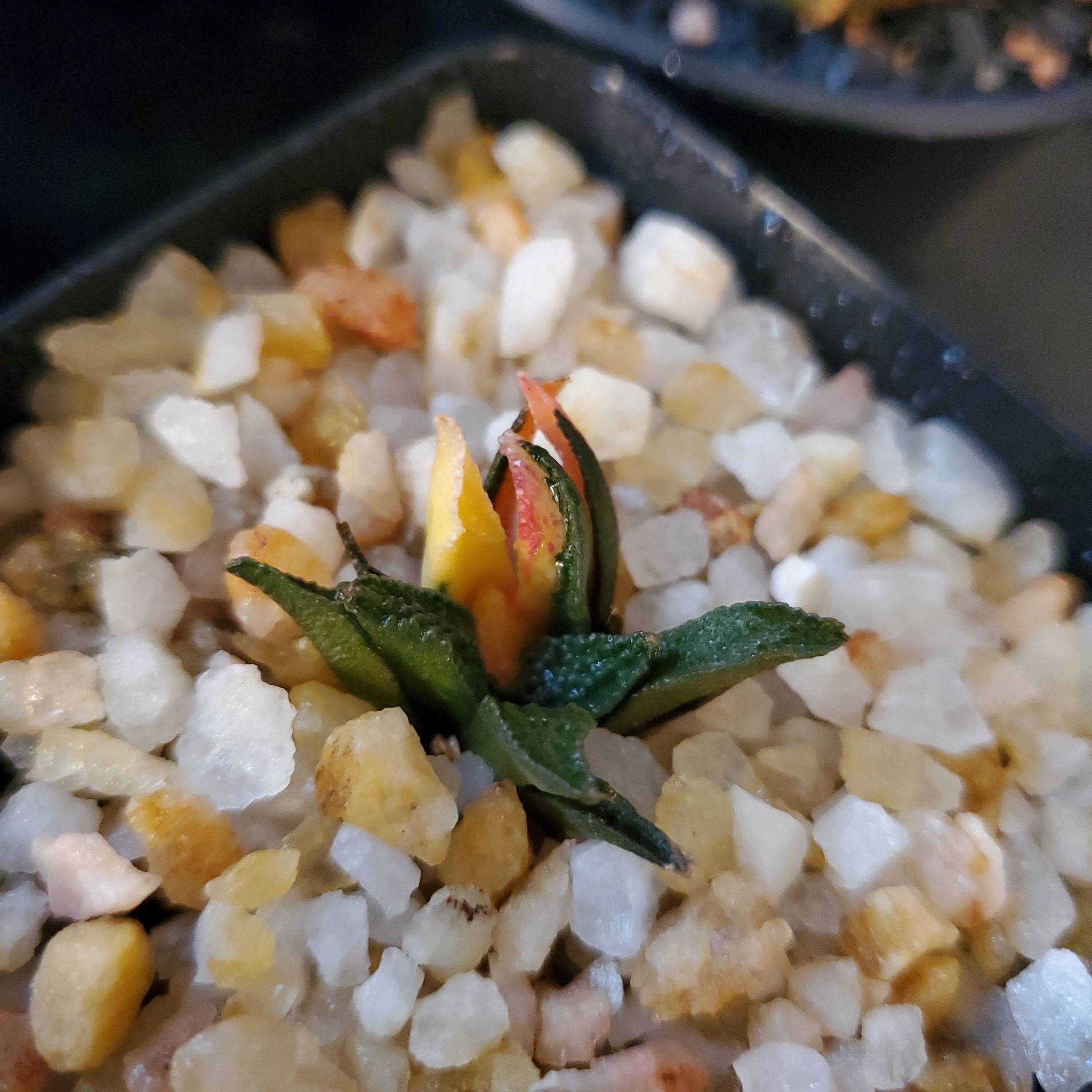 Photo of the plant species Ariocarpus bravoanus subsp. hintonii by @plantdaddychi named Sherlock on Greg, the plant care app