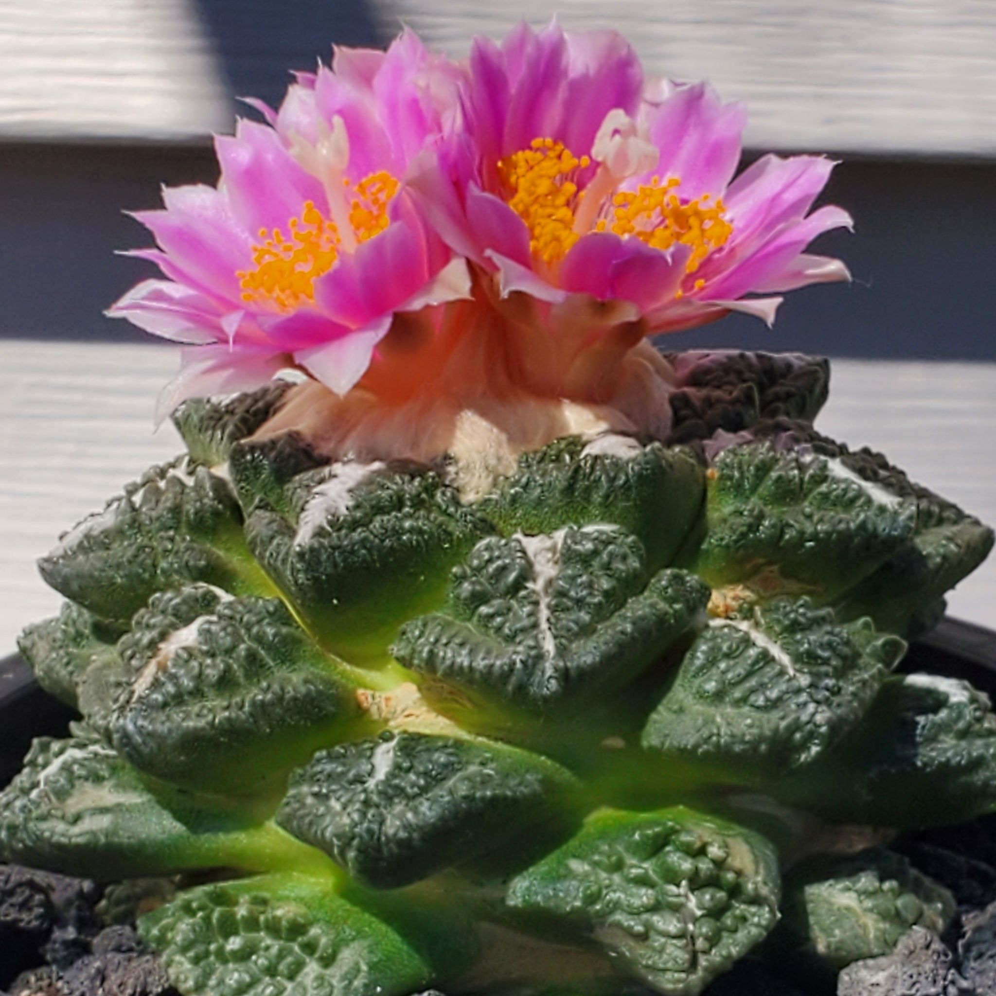 Photo of the plant species Living Rock Cactus by @plantdaddychi named Beyonce on Greg, the plant care app
