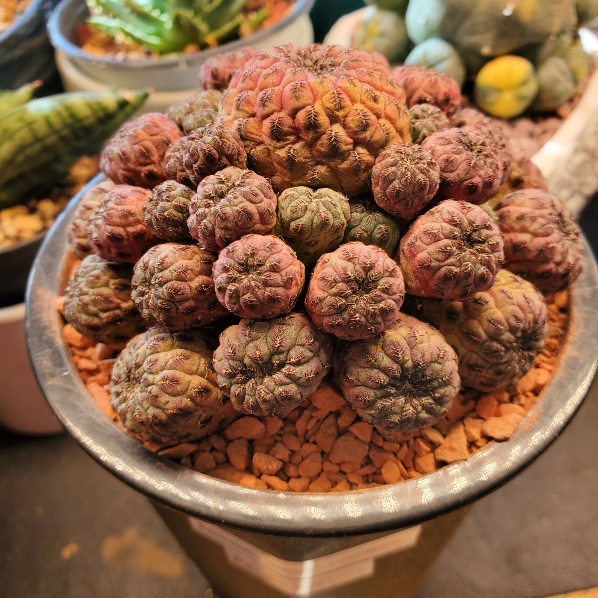 Potted Rebutia canigueralii cactus with multiple clustered heads, healthy appearance.