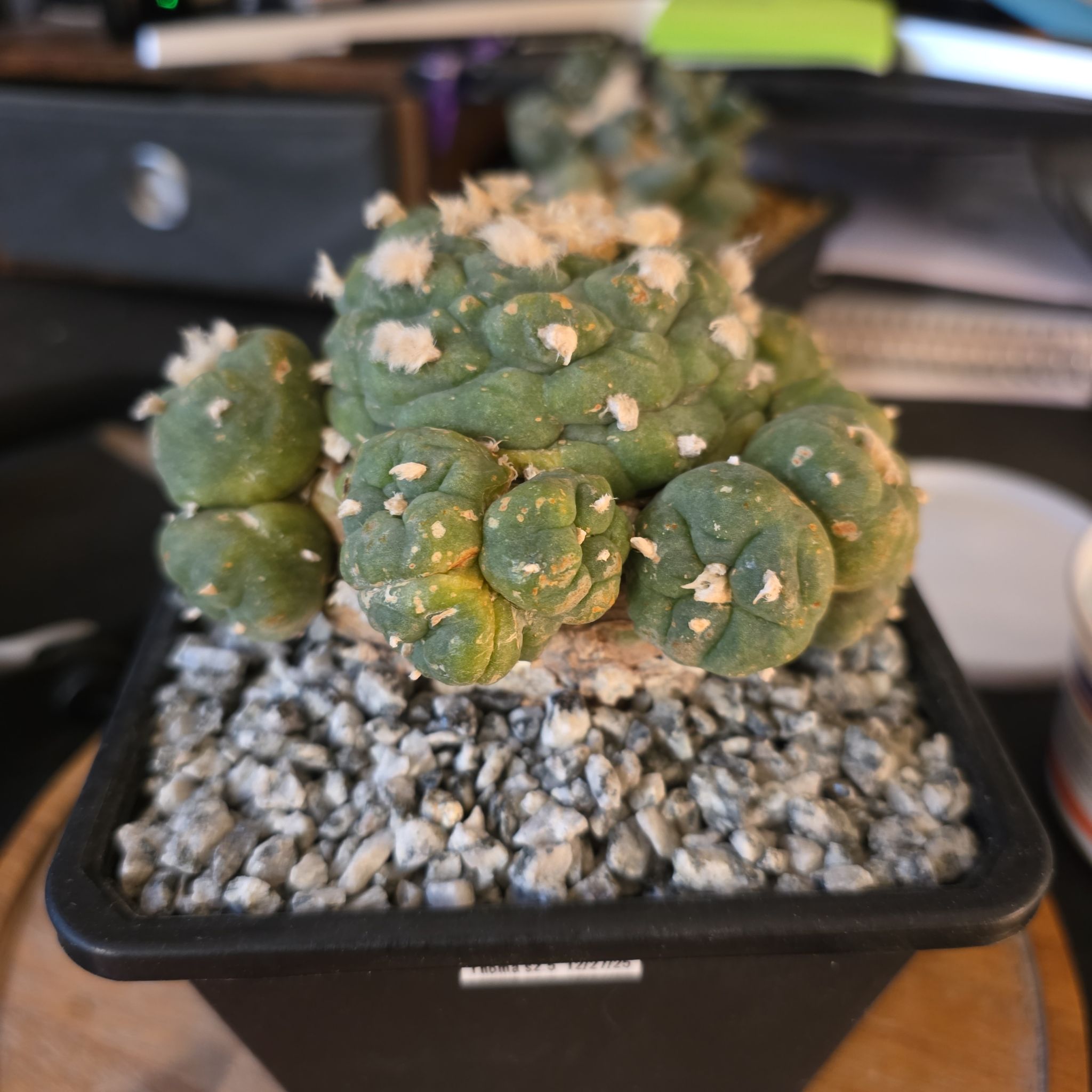 Photo of the plant species False Peyote by @plantdaddychi named Coco on Greg, the plant care app