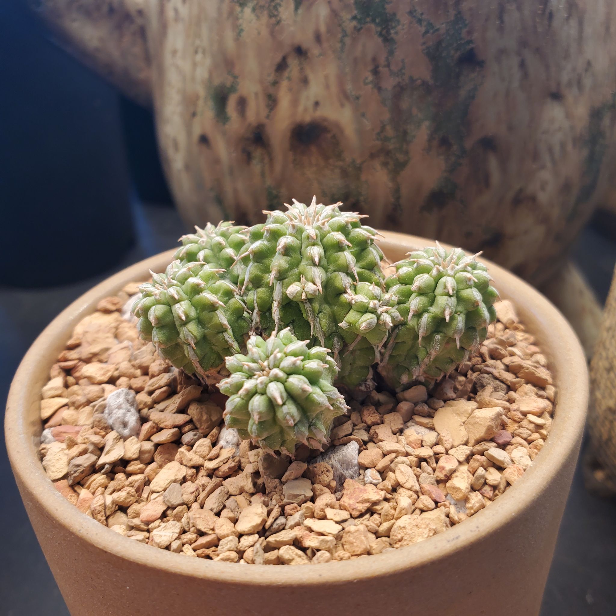 Photo of the plant species Melon Spurge by @plantdaddychi named Scarlett on Greg, the plant care app