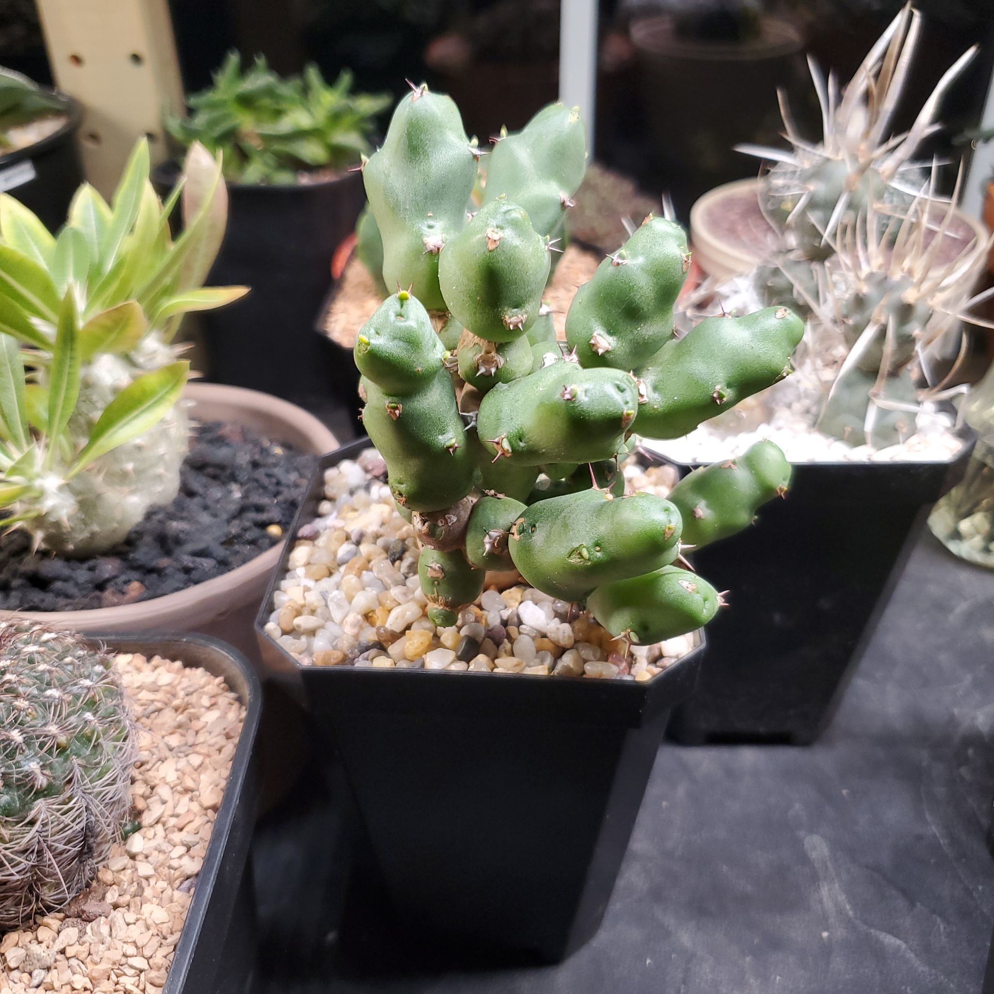 Photo of the plant species - by @plantdaddychi named Ulysses S Plant on Greg, the plant care app