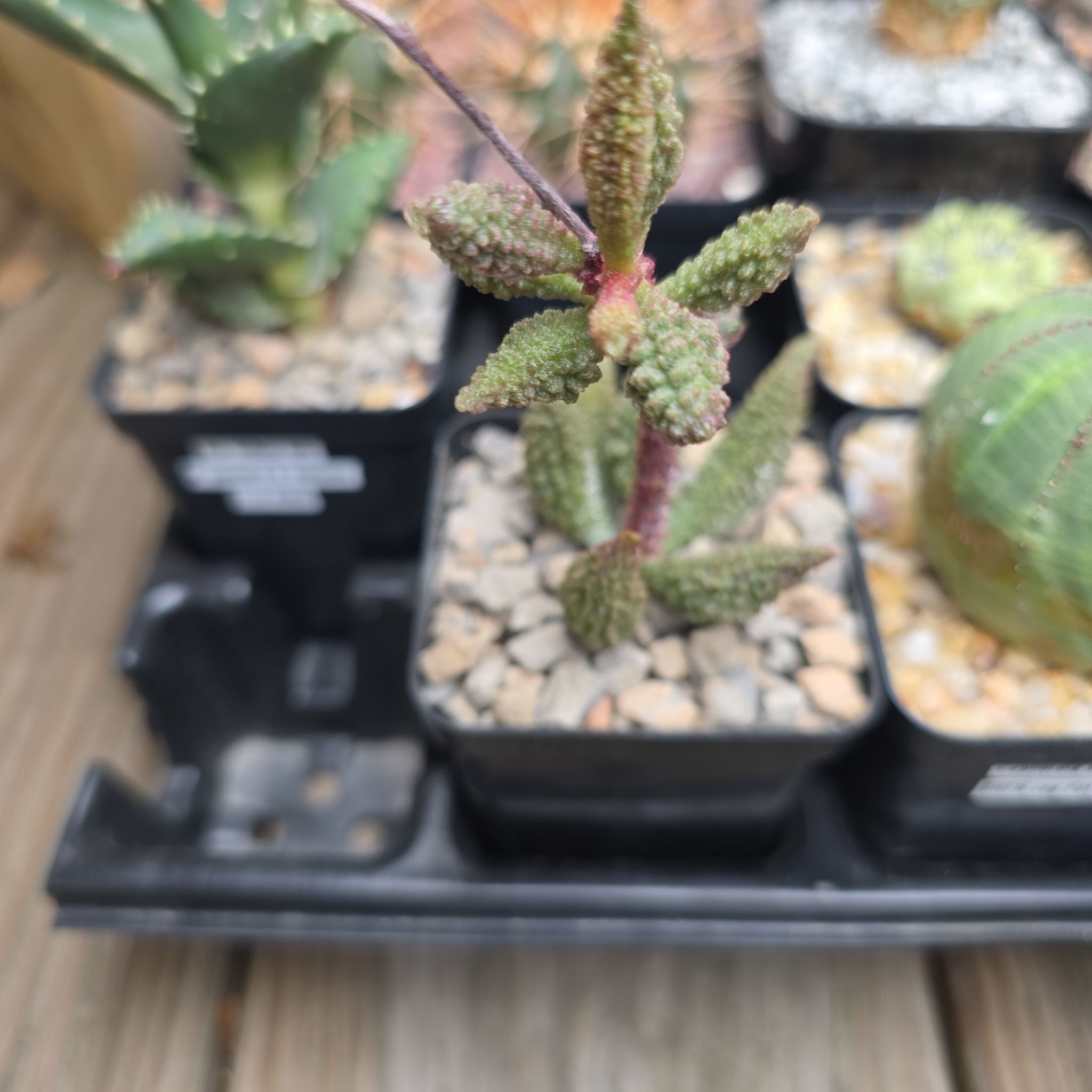 Photo of the plant species Adromischus Herrei by @plantdaddychi named Eva on Greg, the plant care app