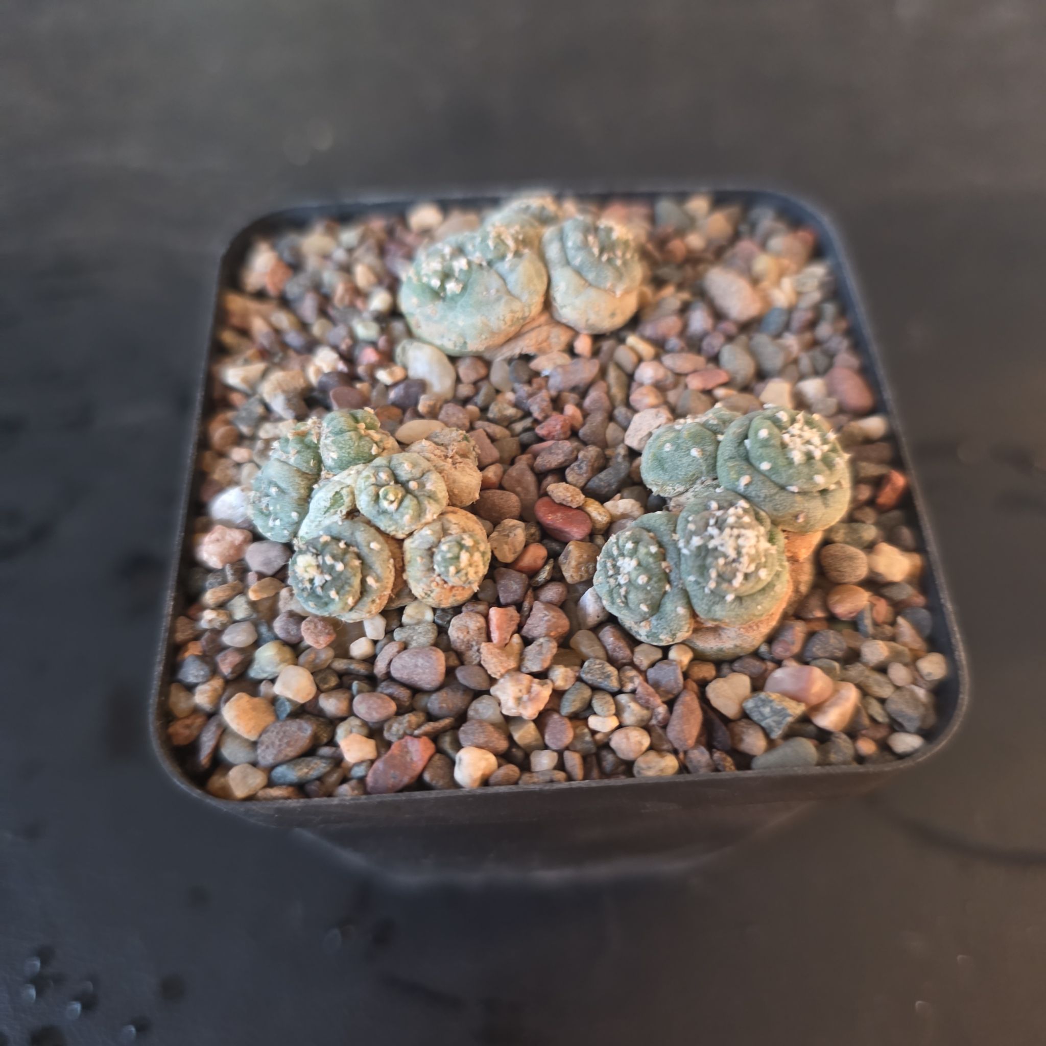 Photo of the plant species False Peyote by @plantdaddychi named Bieber on Greg, the plant care app