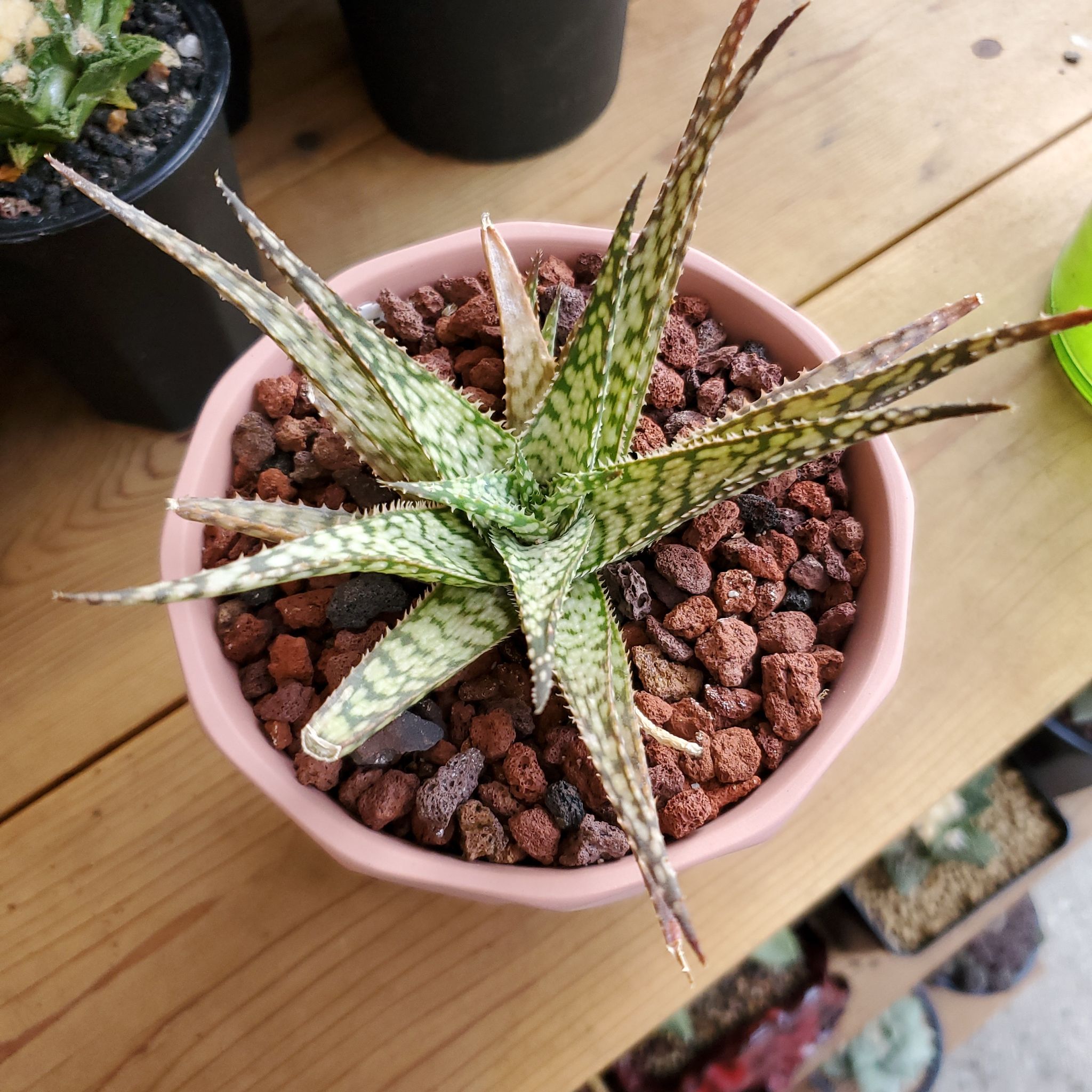 Photo of the plant species Aloe descoingsii by @plantdaddychi named Naomi on Greg, the plant care app