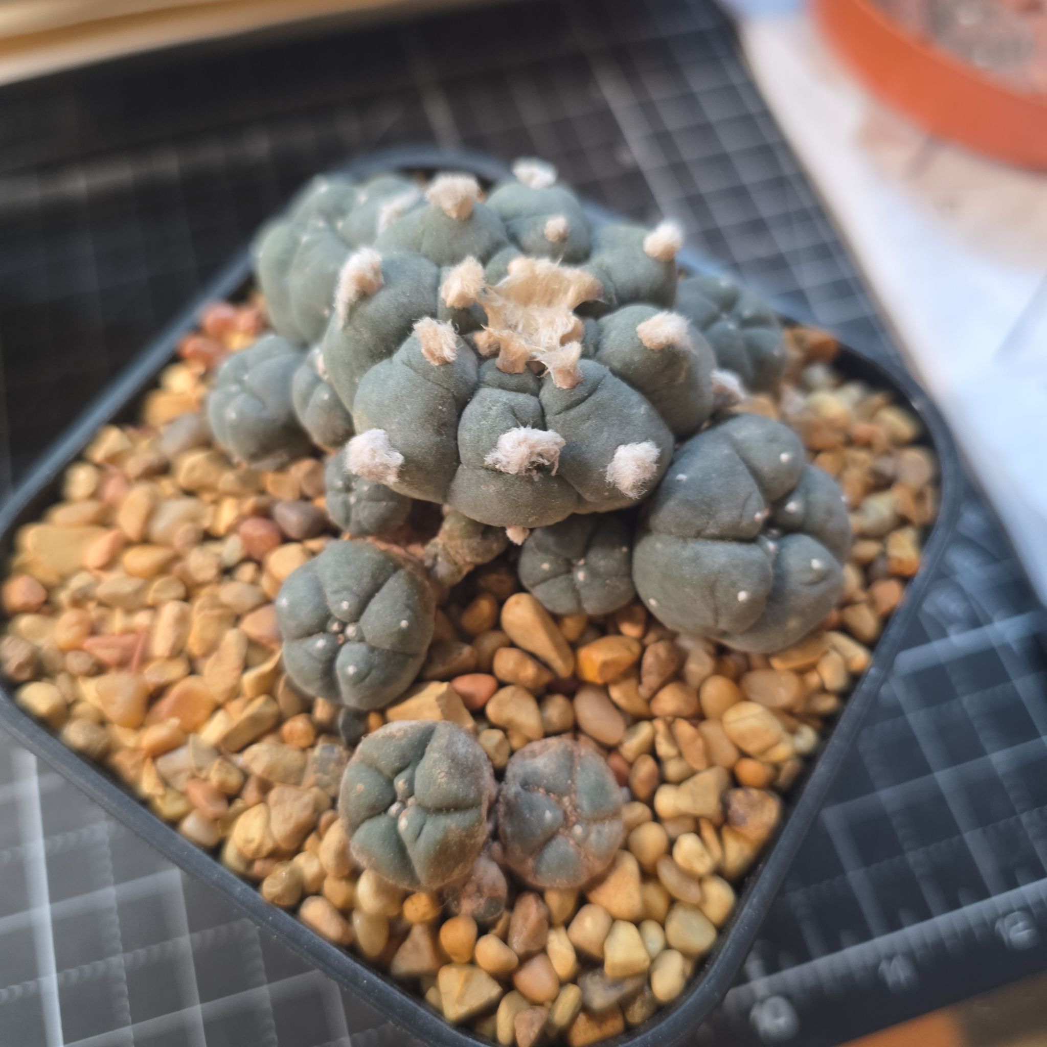 Photo of the plant species Clumping Peyote Cactus by @plantdaddychi named Spike Leaves on Greg, the plant care app