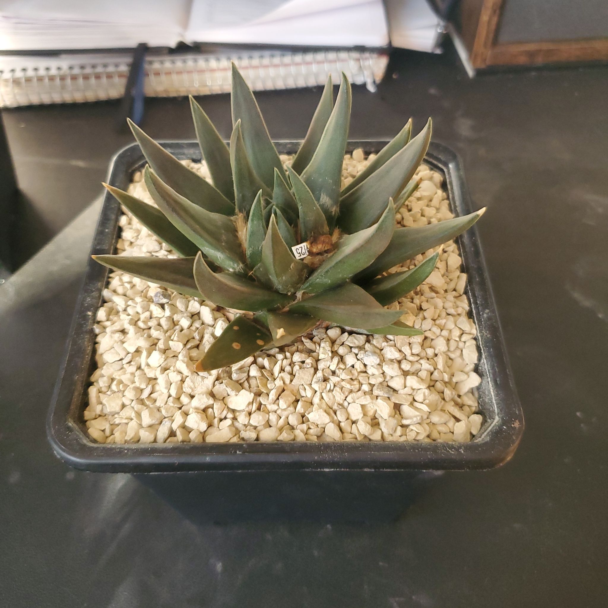 Photo of the plant species Star Rock by @plantdaddychi named Sage on Greg, the plant care app