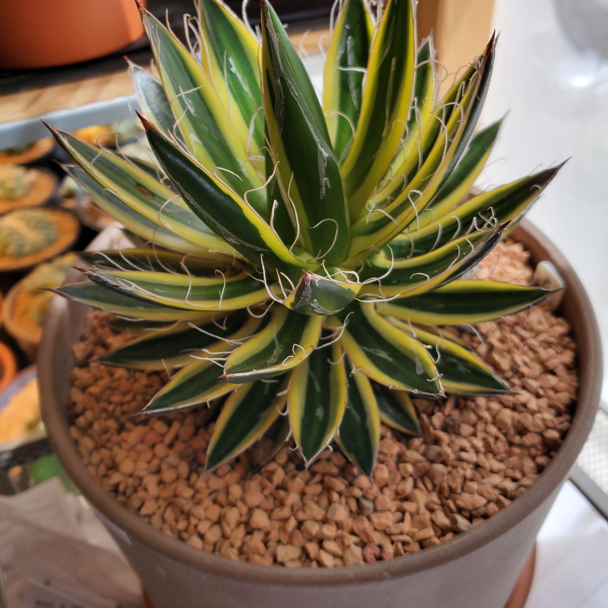 Photo of the plant species Thread Agave by @plantdaddychi named Kendall on Greg, the plant care app