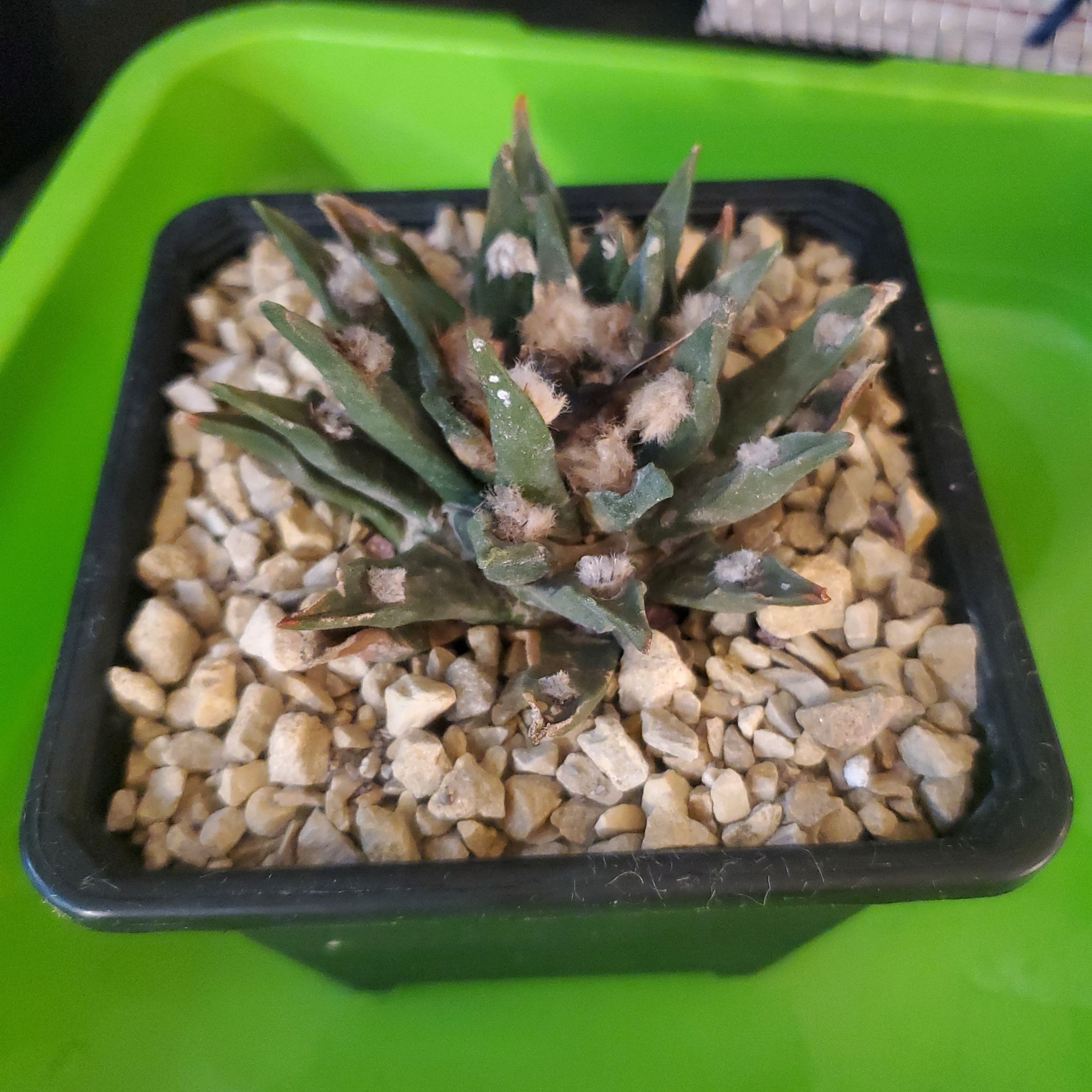 Photo of the plant species Ariocarpus scapharostrus by @plantdaddychi named Austen on Greg, the plant care app