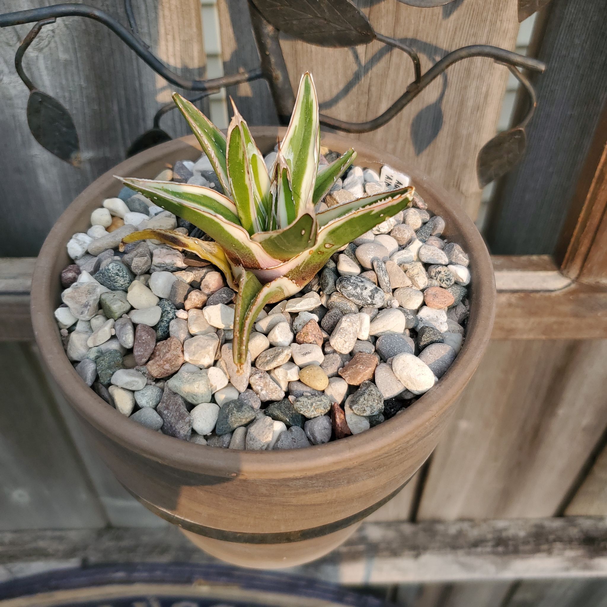 Photo of the plant species Agave victoria-reginae by @plantdaddychi named Kylie on Greg, the plant care app