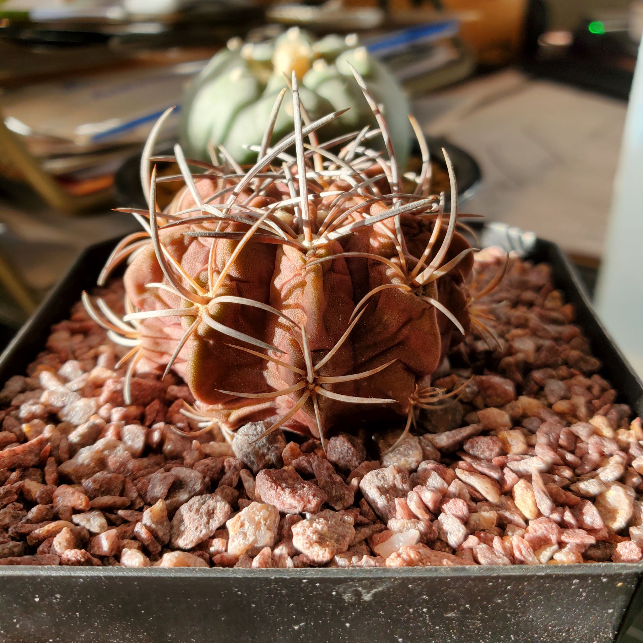Photo of the plant species Purple Karoo Rose by @plantdaddychi named Keanu Leaves on Greg, the plant care app