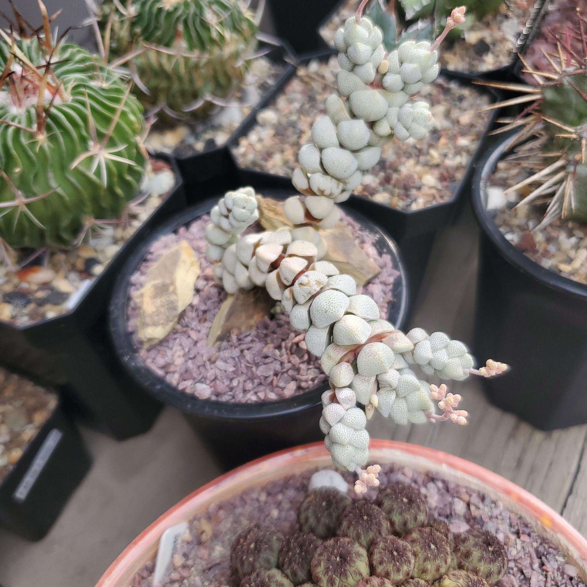 Photo of the plant species Crassula deceptor by @plantdaddychi named Kardashian on Greg, the plant care app