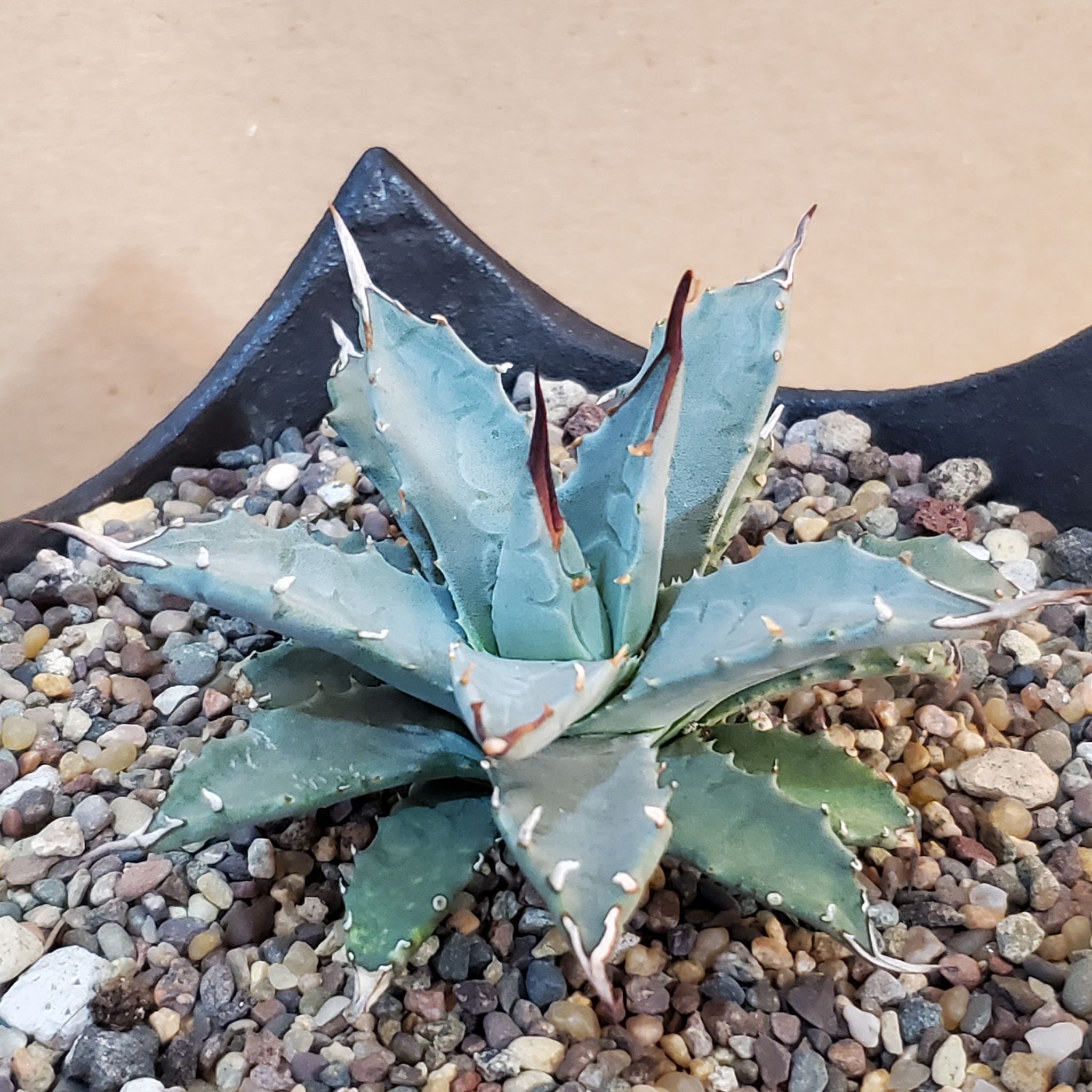 Photo of the plant species Utah Agave by @plantdaddychi named Planty on Greg, the plant care app