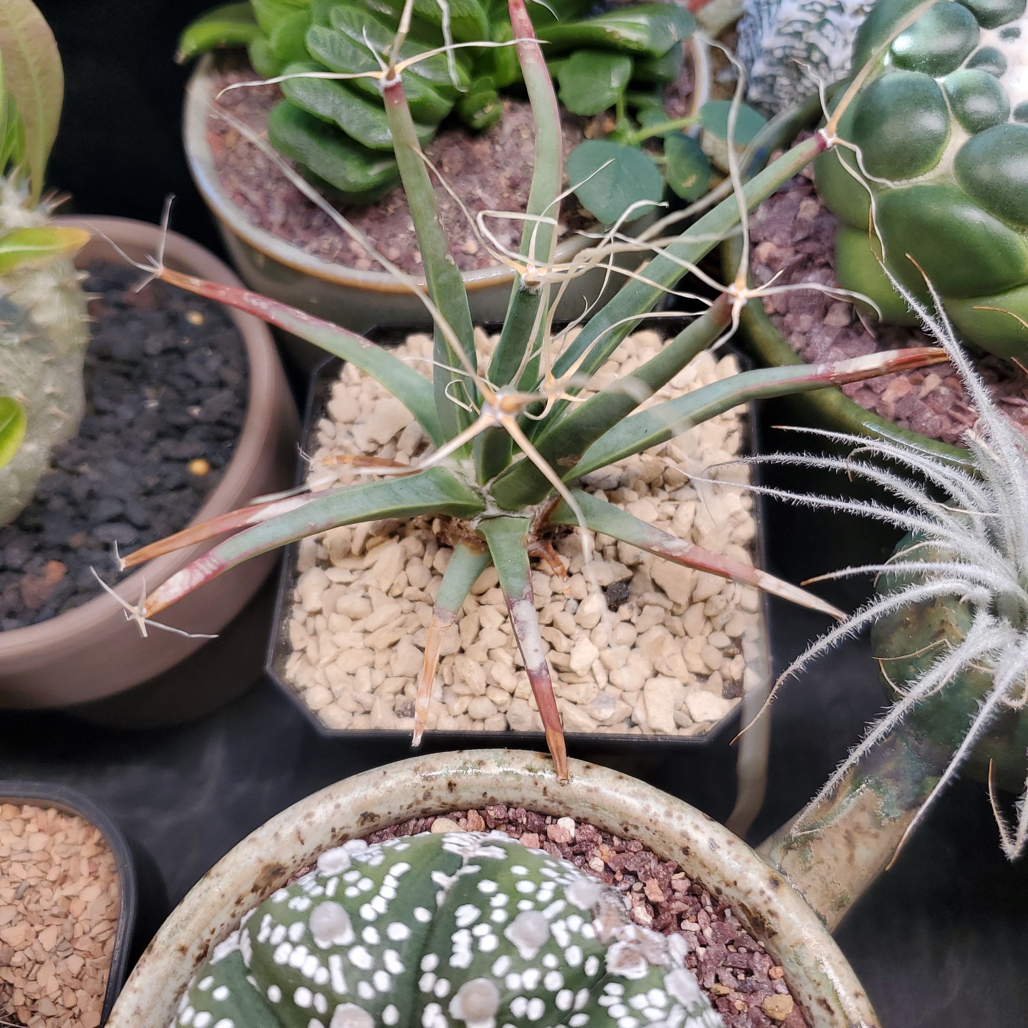 Photo of the plant species Agave Cactus by @plantdaddychi named Cleopatra on Greg, the plant care app