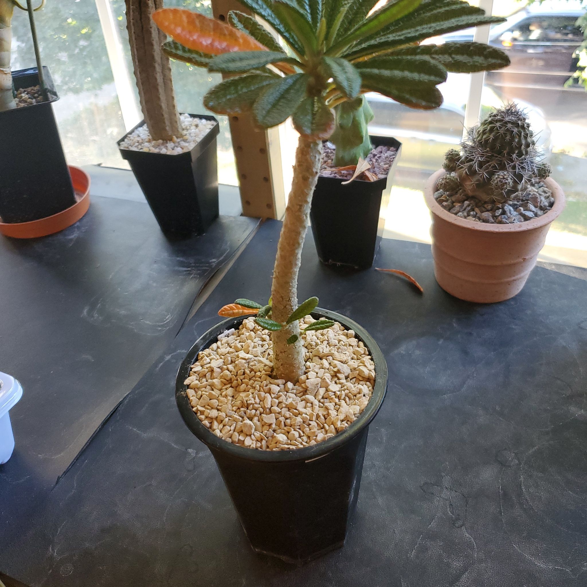 Photo of the plant species Dorstenia gigas by @plantdaddychi named Xena on Greg, the plant care app