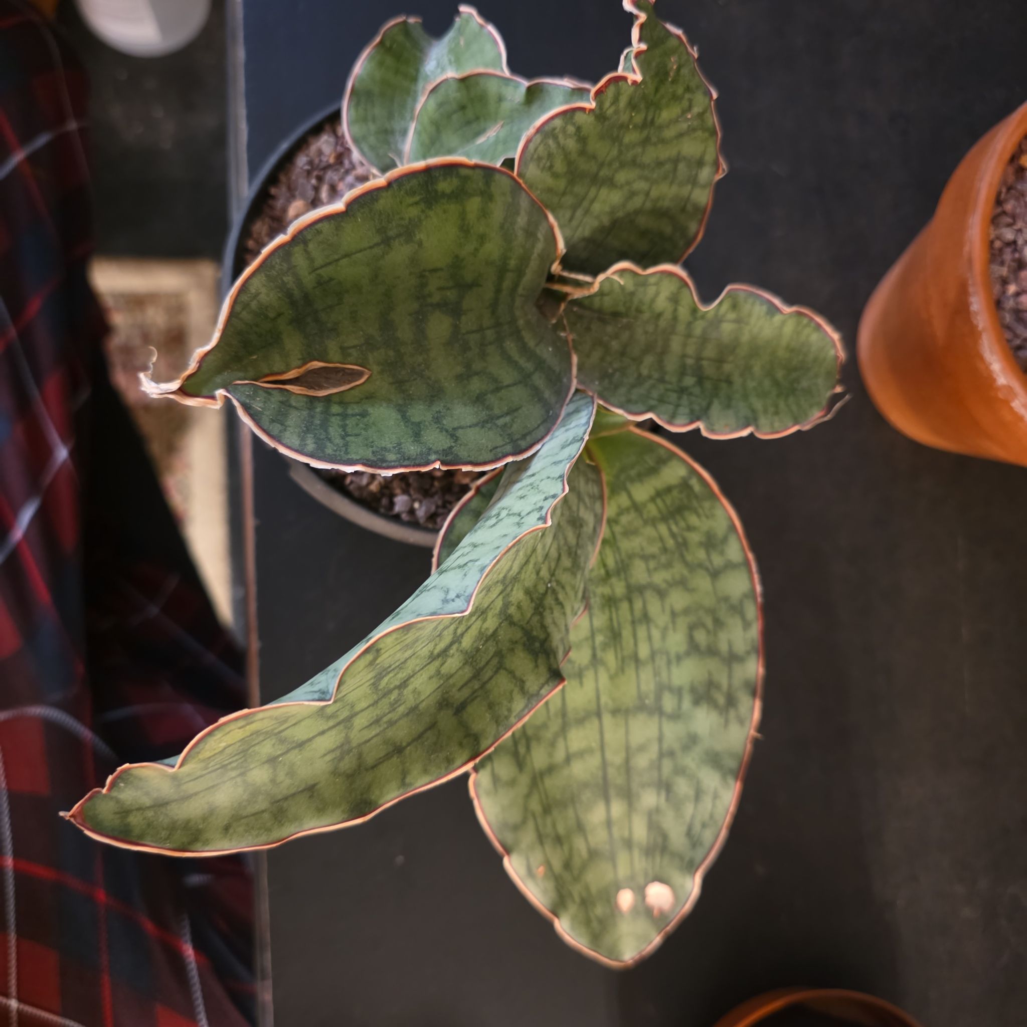 Photo of the plant species Silver Blue Sansevieria by @plantdaddychi named Sage on Greg, the plant care app