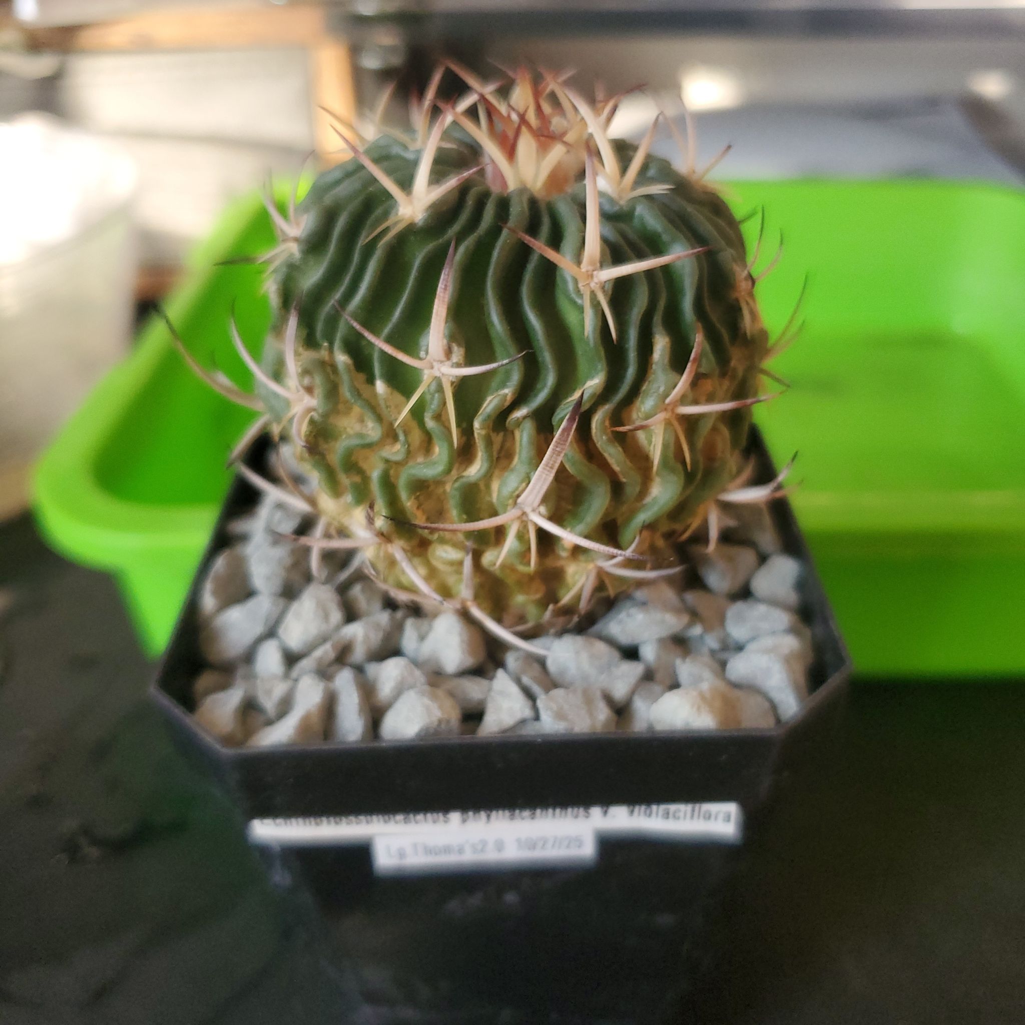 Photo of the plant species Echinofossulocactus palmillas by @plantdaddychi named Zion on Greg, the plant care app