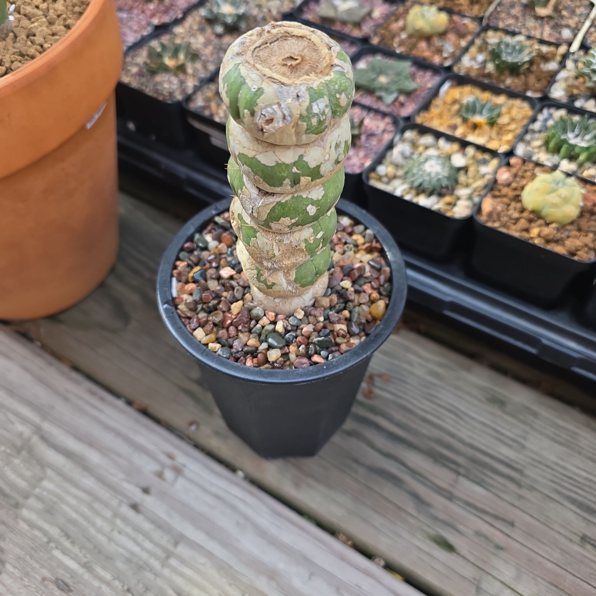 Photo of the plant species Eulychnia castanea var. varispiralis by @plantdaddychi named Bieber on Greg, the plant care app