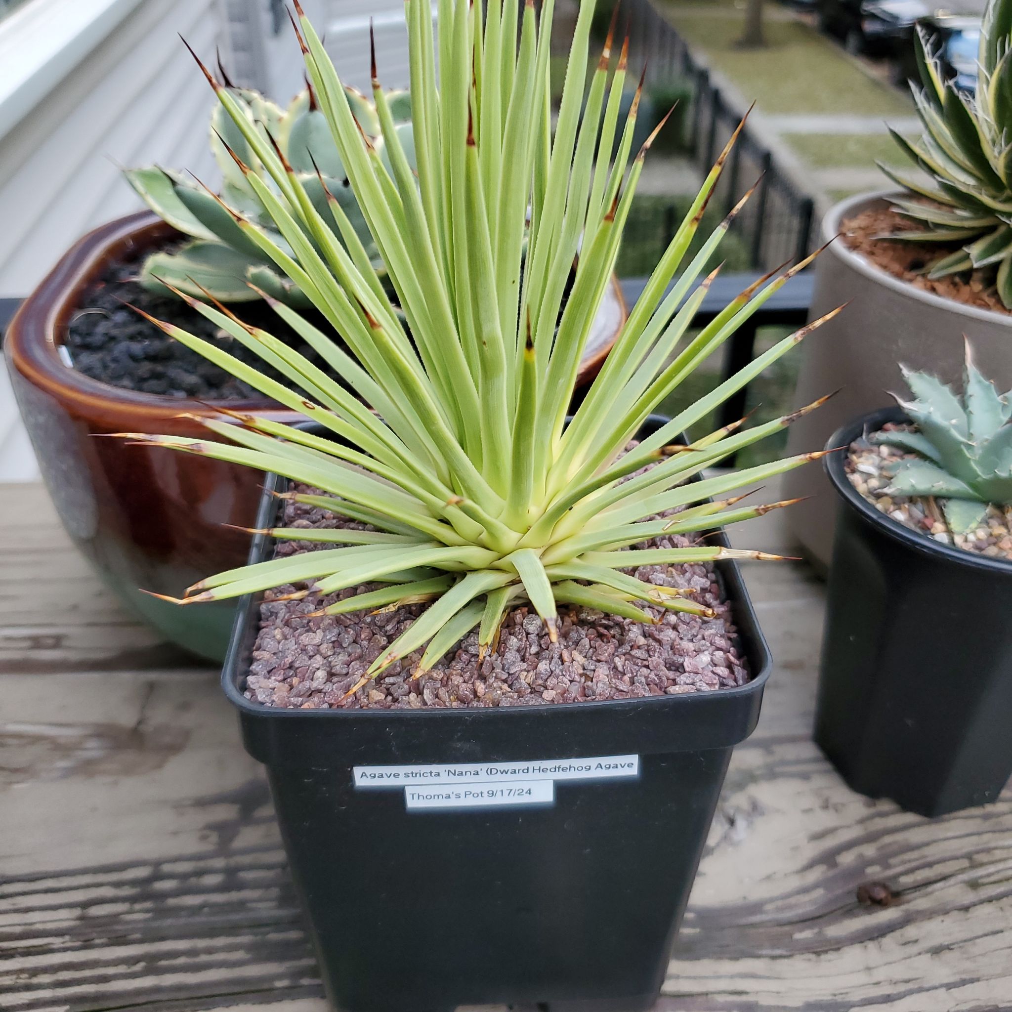 Photo of the plant species Agave stricta 'Nana' by @plantdaddychi named Tupot amaroot on Greg, the plant care app