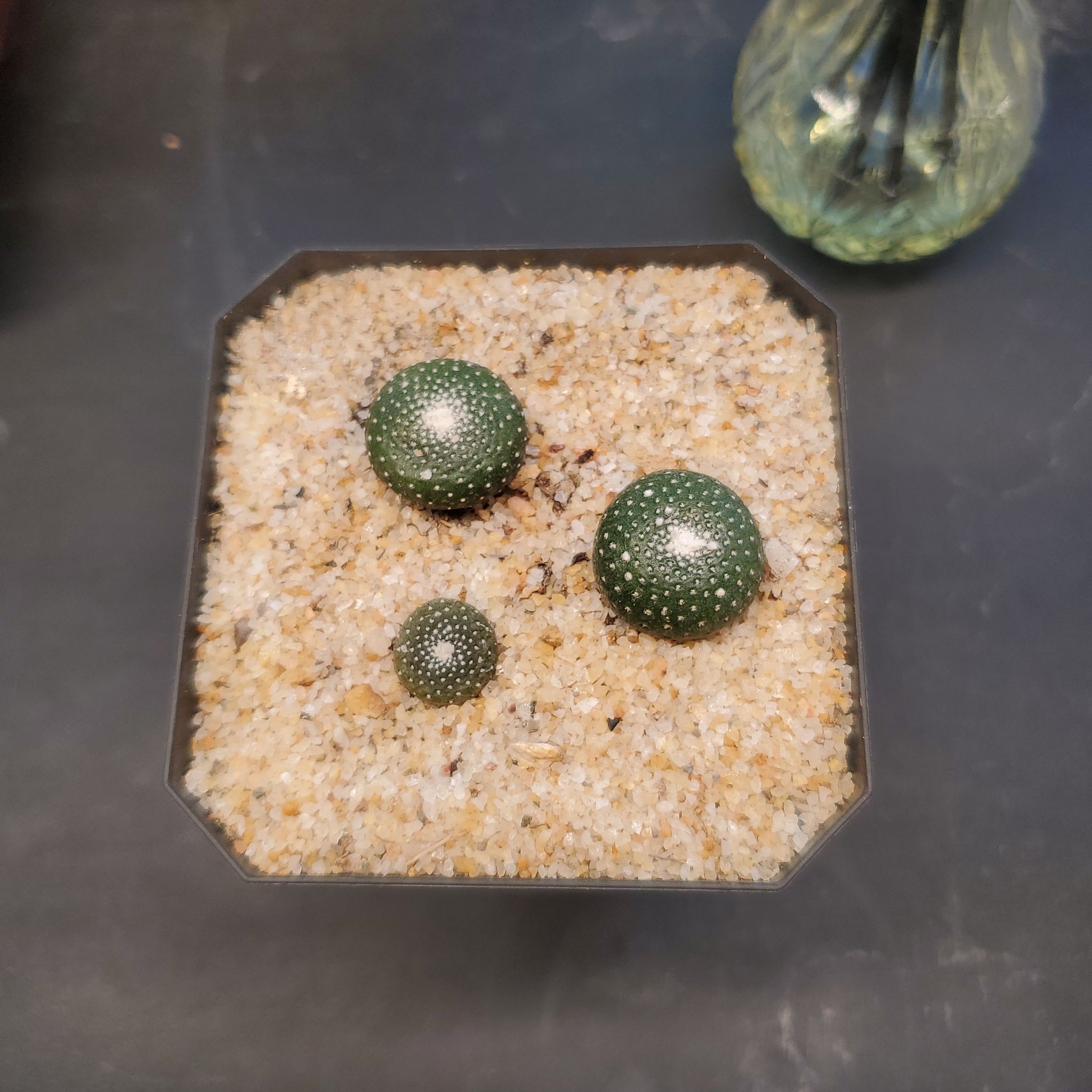Photo of the plant species Blossfeldia liliputana by @plantdaddychi named Remington on Greg, the plant care app