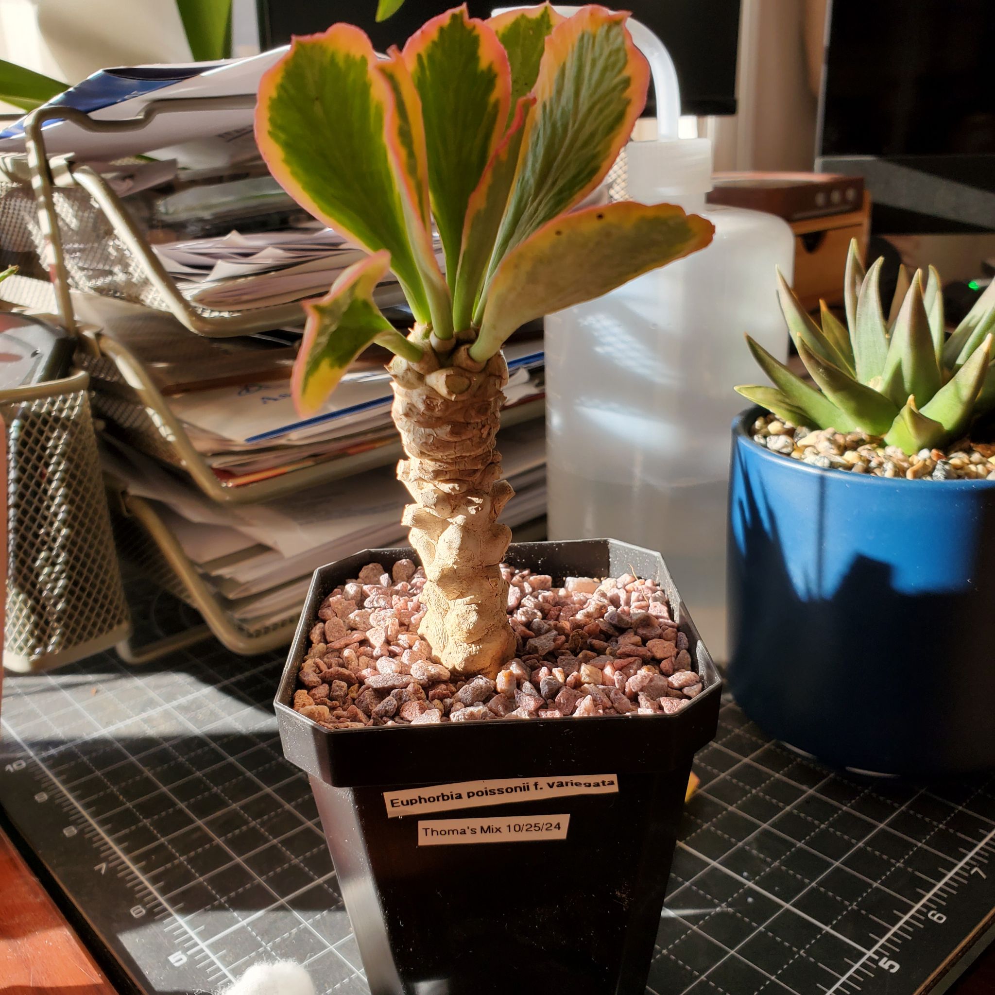 Photo of the plant species Variegated Euphorbia Poissonii by @plantdaddychi named Walt on Greg, the plant care app