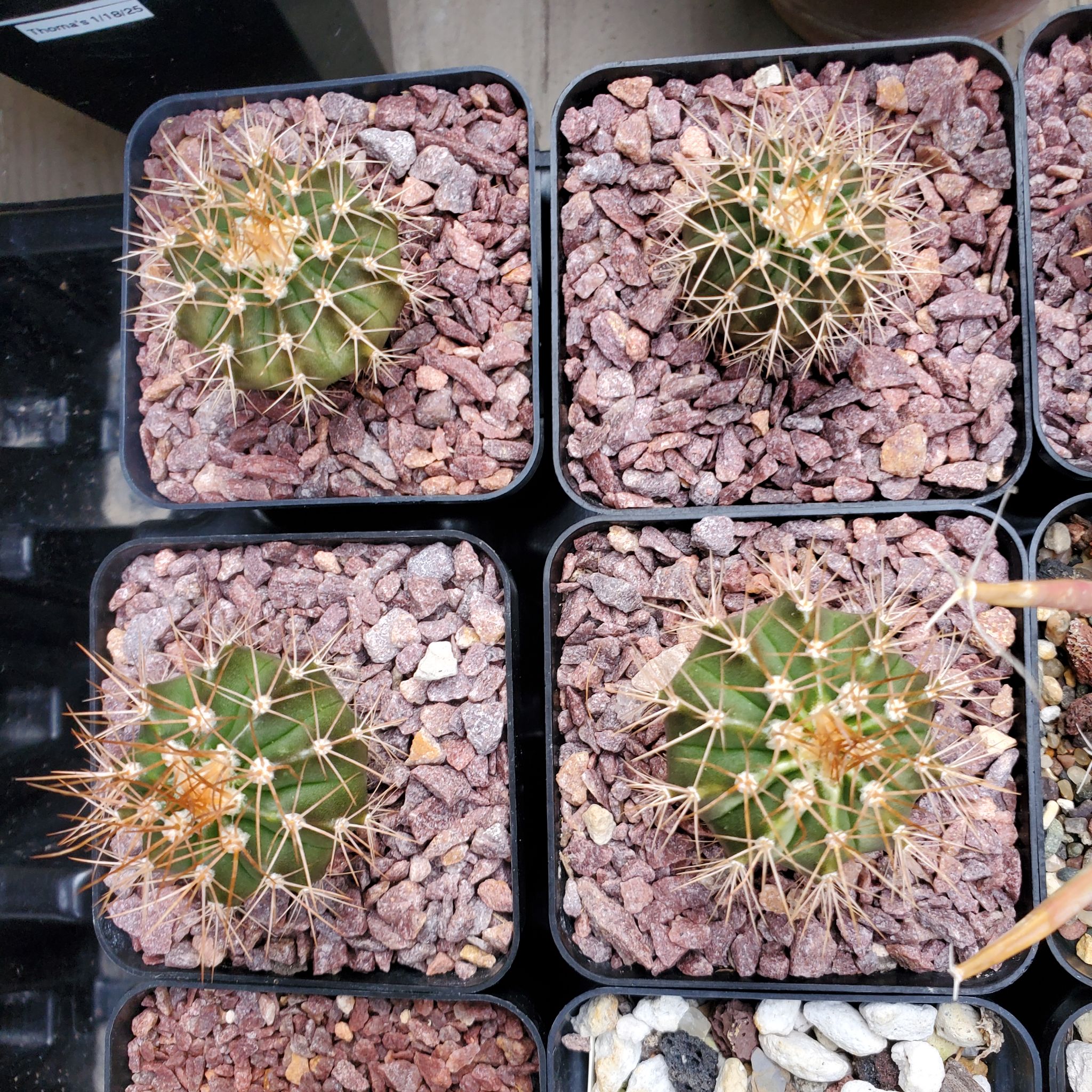 Photo of the plant species Melocactus azureus ferreophilus by @plantdaddychi named Robert Plant on Greg, the plant care app